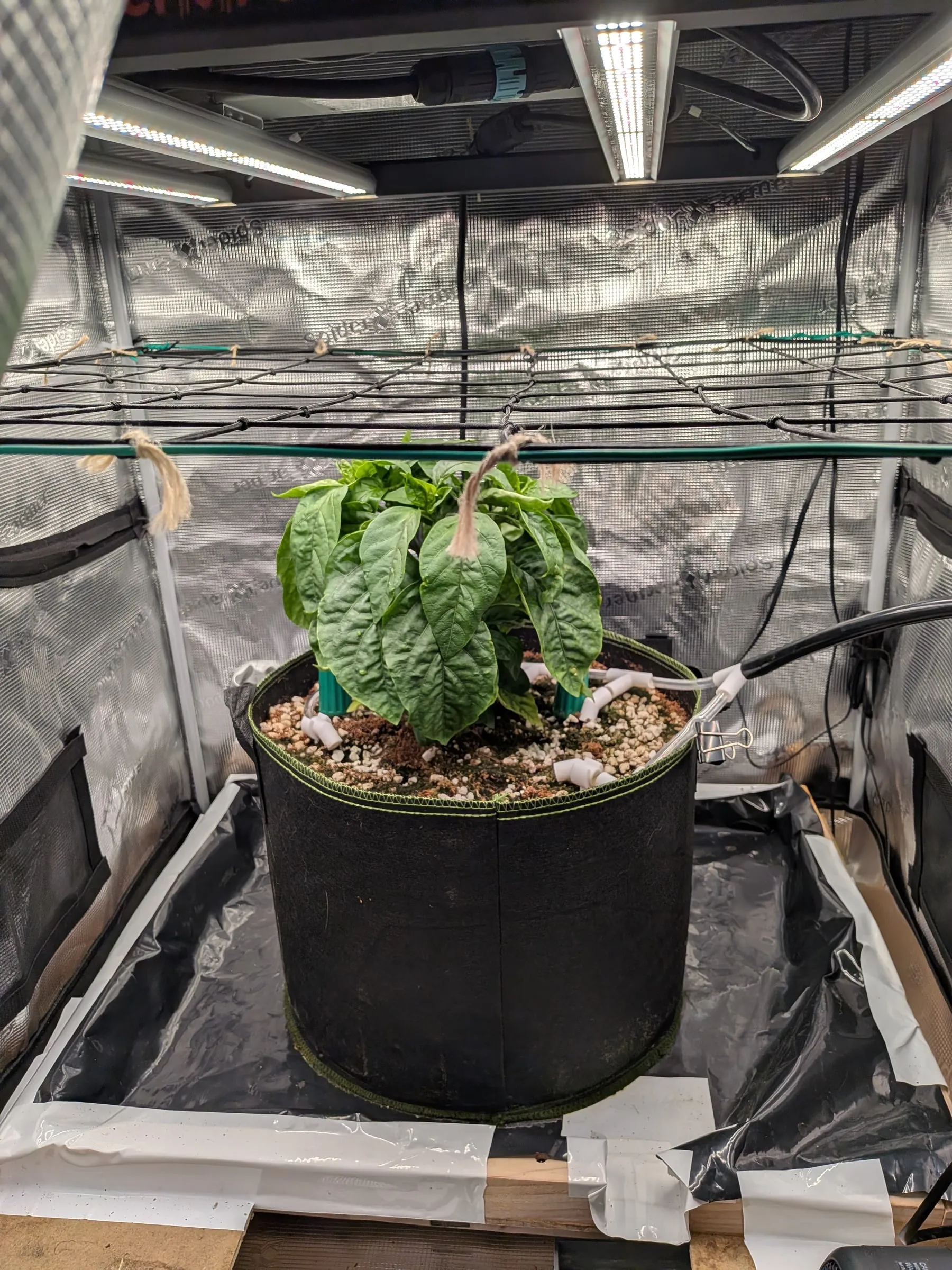 Side profile of the plant and the tent setup