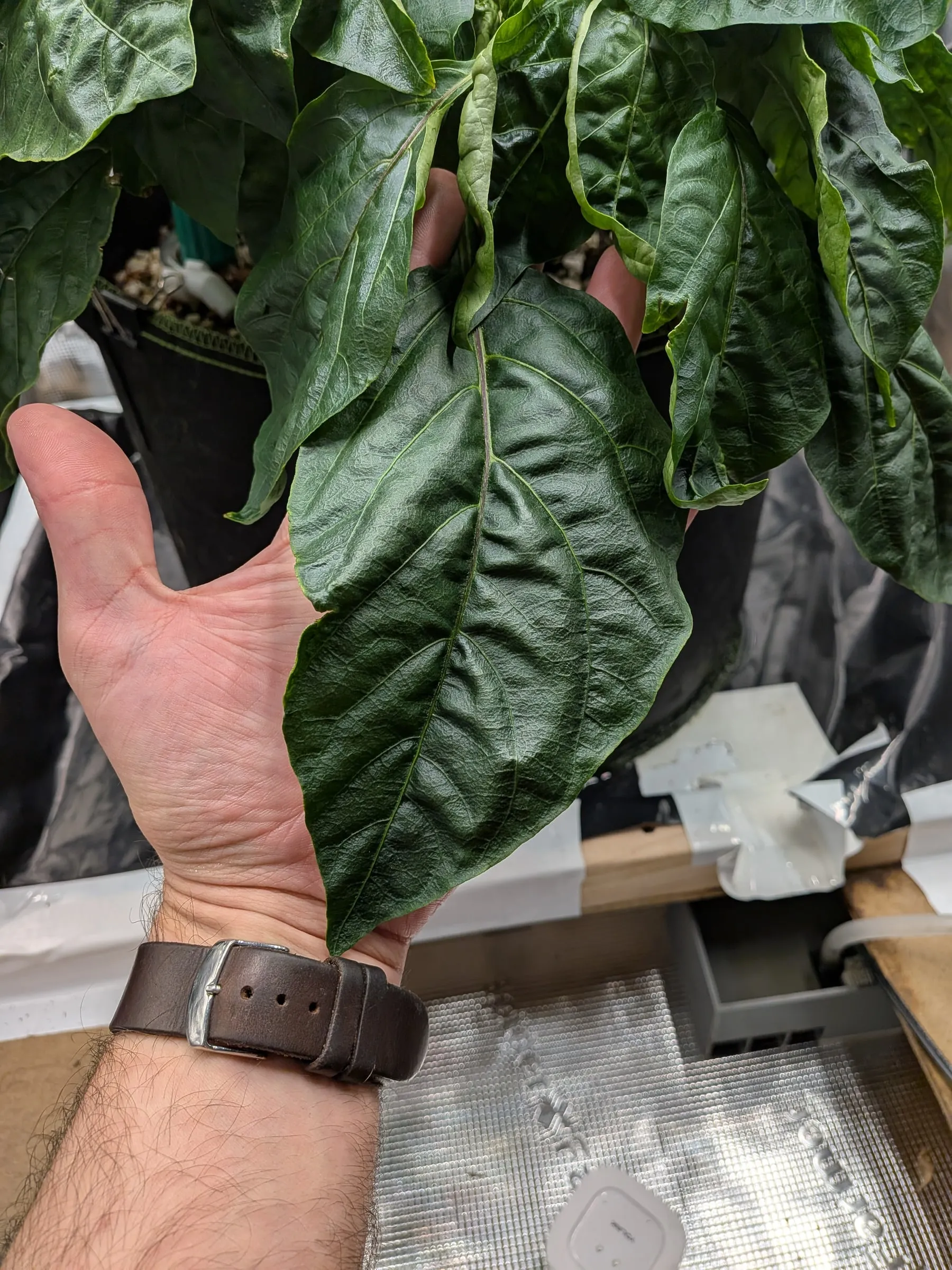 A single leaf held in a hand, almost as wide as the whole hand