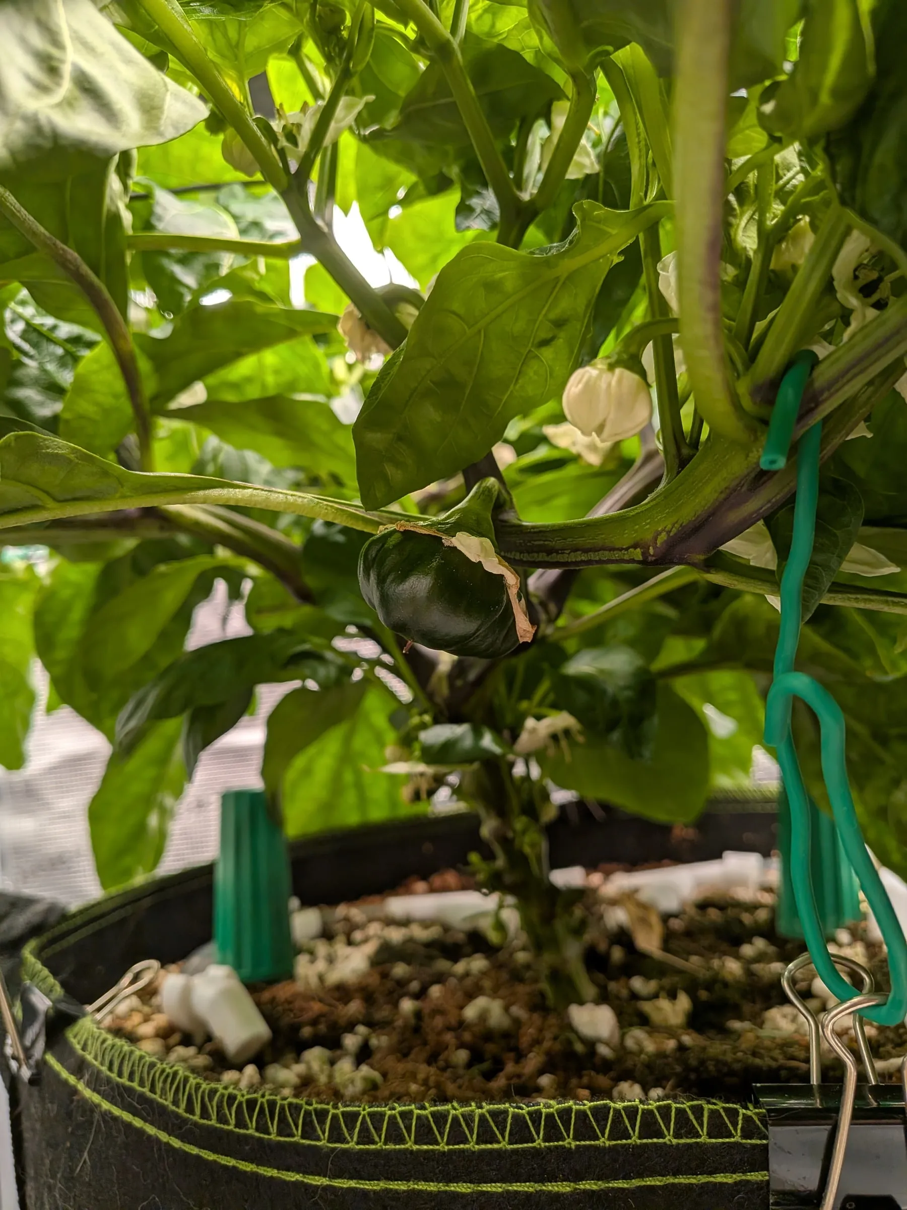 Under the canopy, showing fruit set