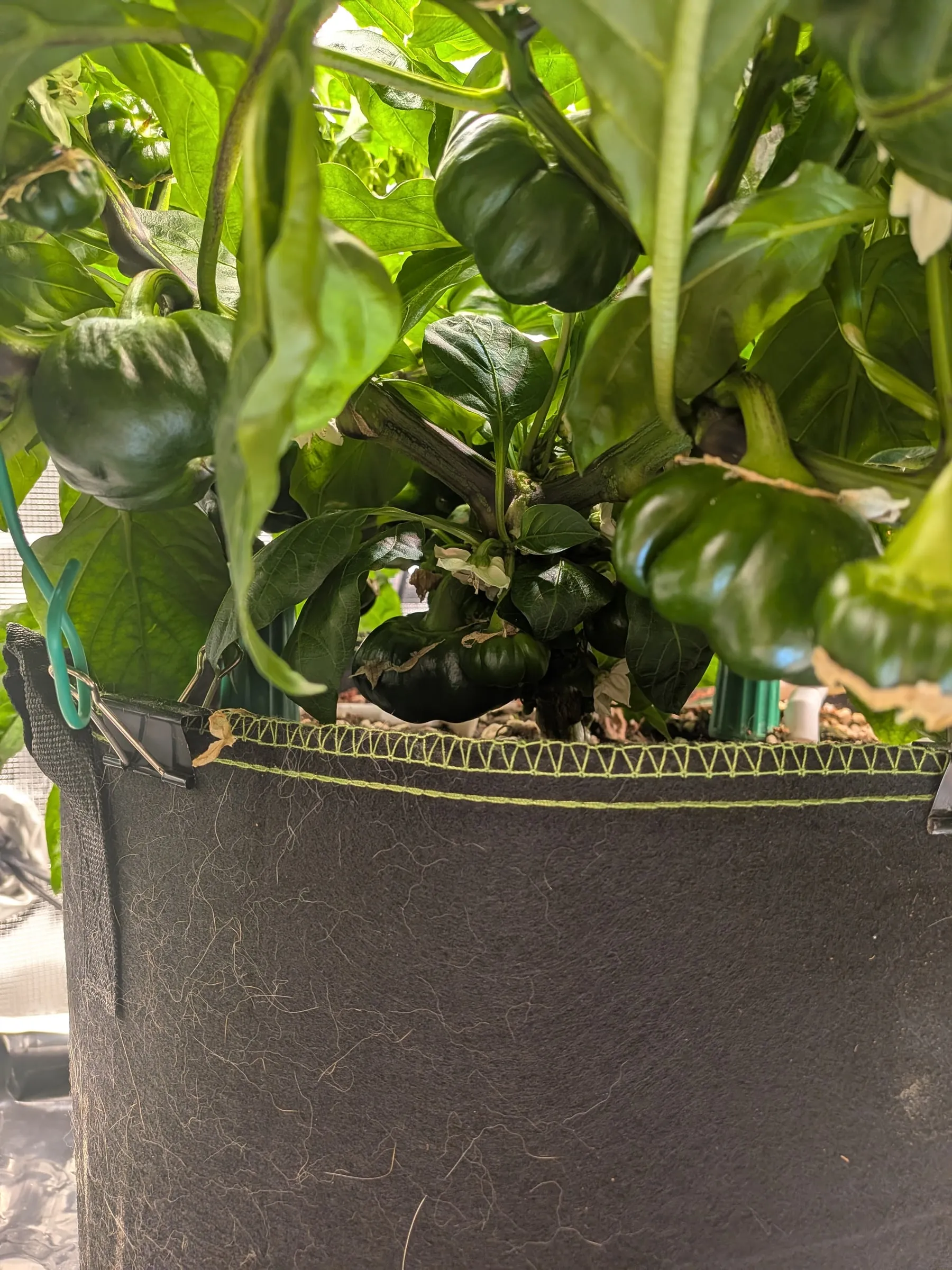 Under the canopy with fruit filling in