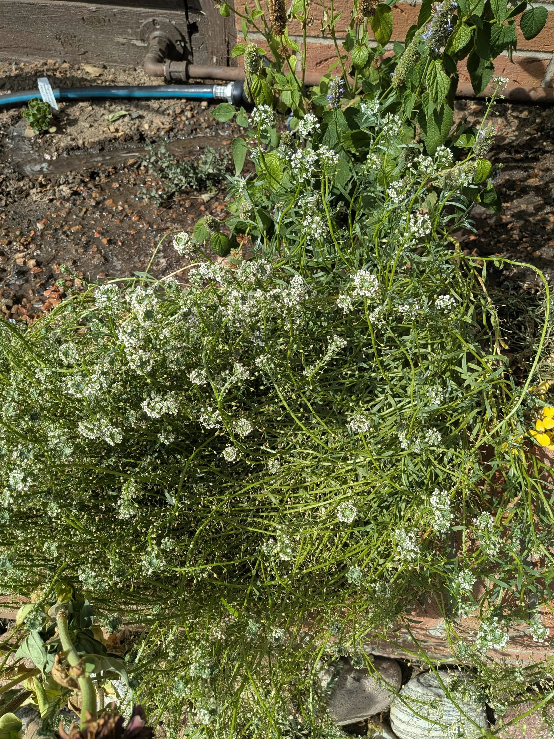 A dense mound of white alyssum flowers