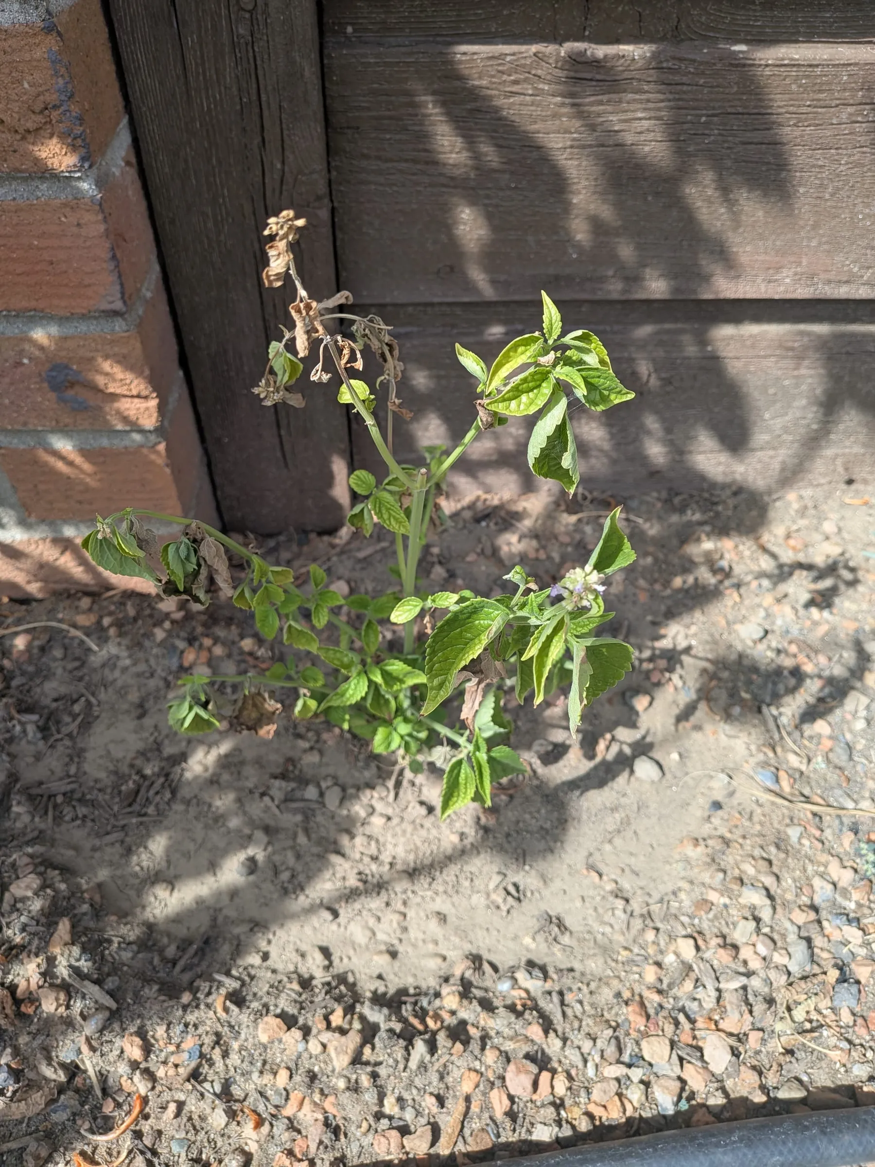 A small, sparse anise hyssop in the shade of the wall