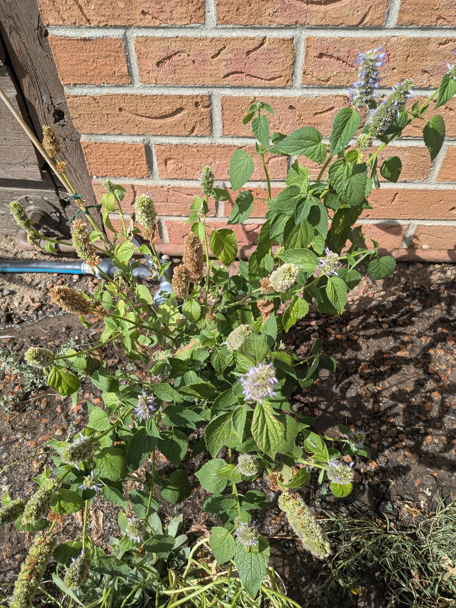A bushy anise hyssop with flower spikes against the brick