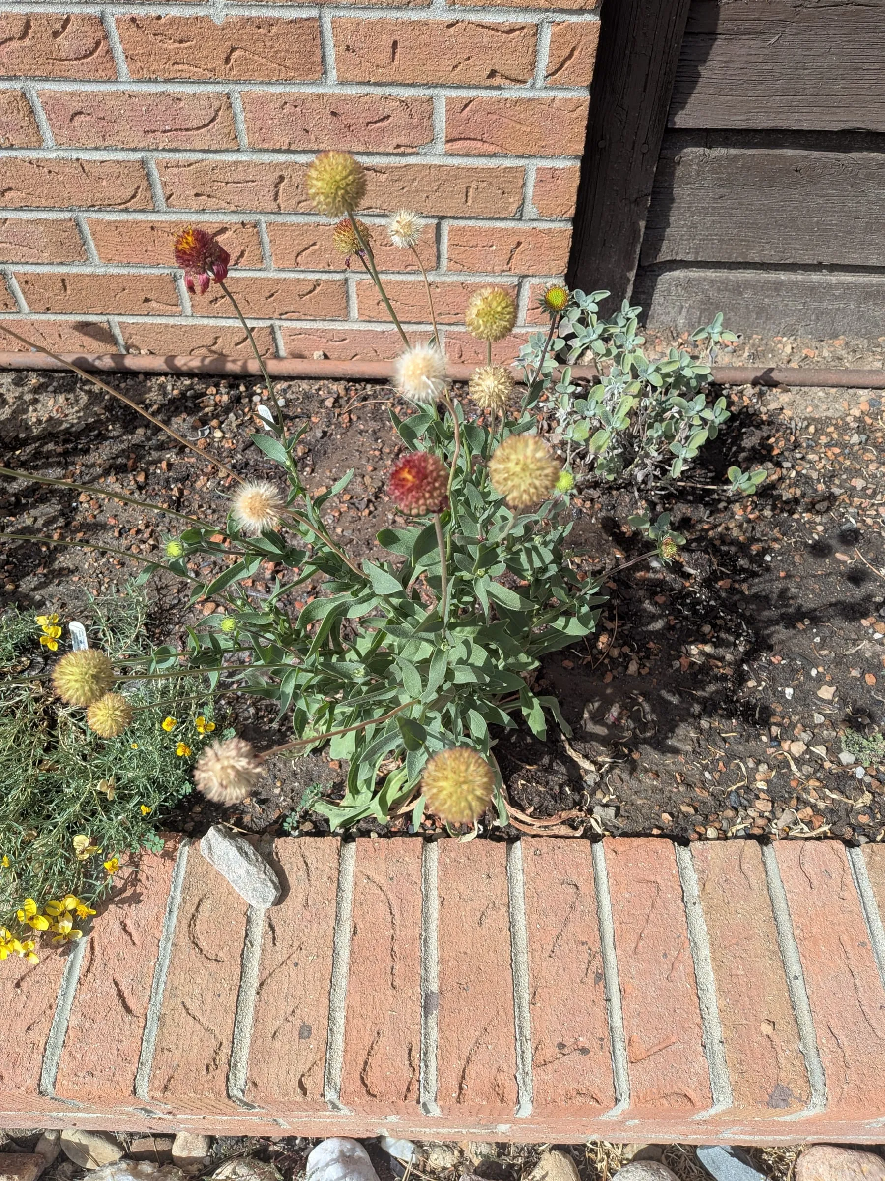 Blanket flower in bloom with red and yellow daisies and round seed heads