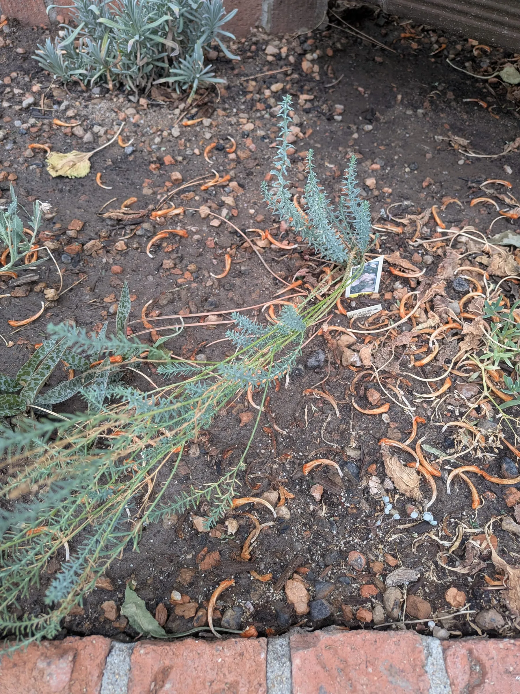 Fine blue-green flax stems radiating low over the soil