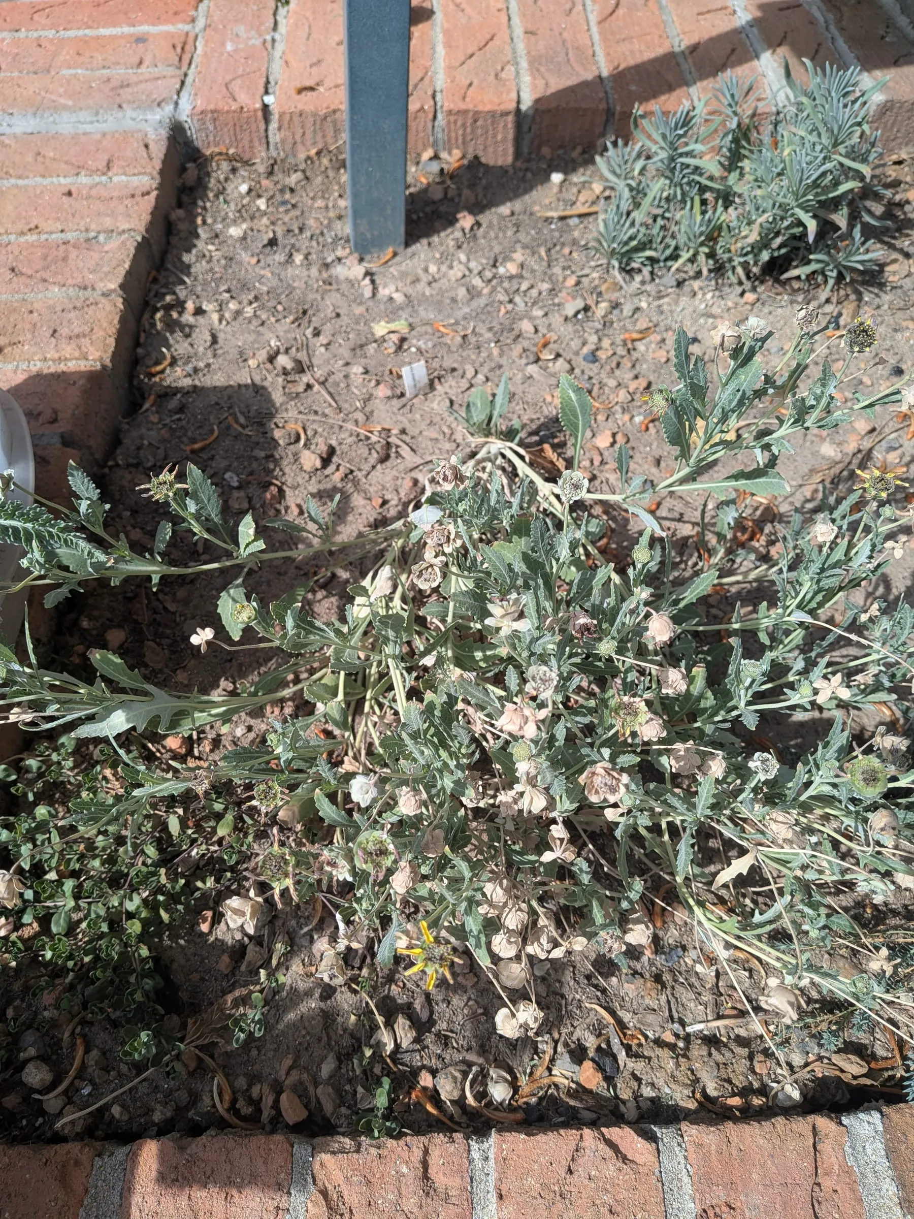 Chocolate daisy sprawling horizontally over the brick edge, with pale round seed discs