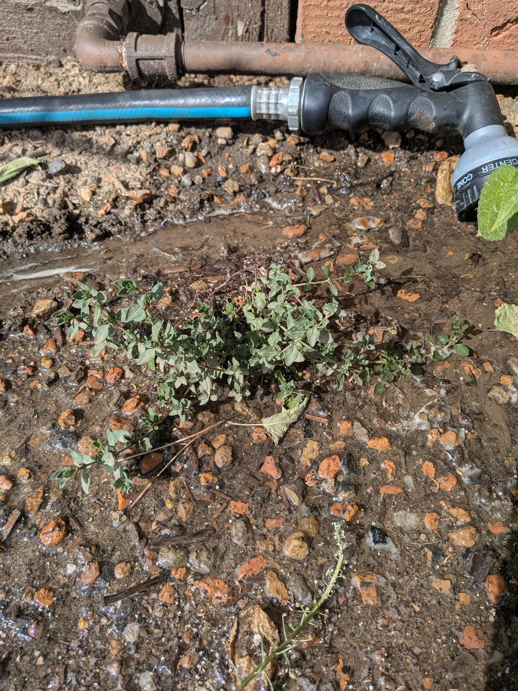 Low sprawling thyme growing along the soil near a hose bib
