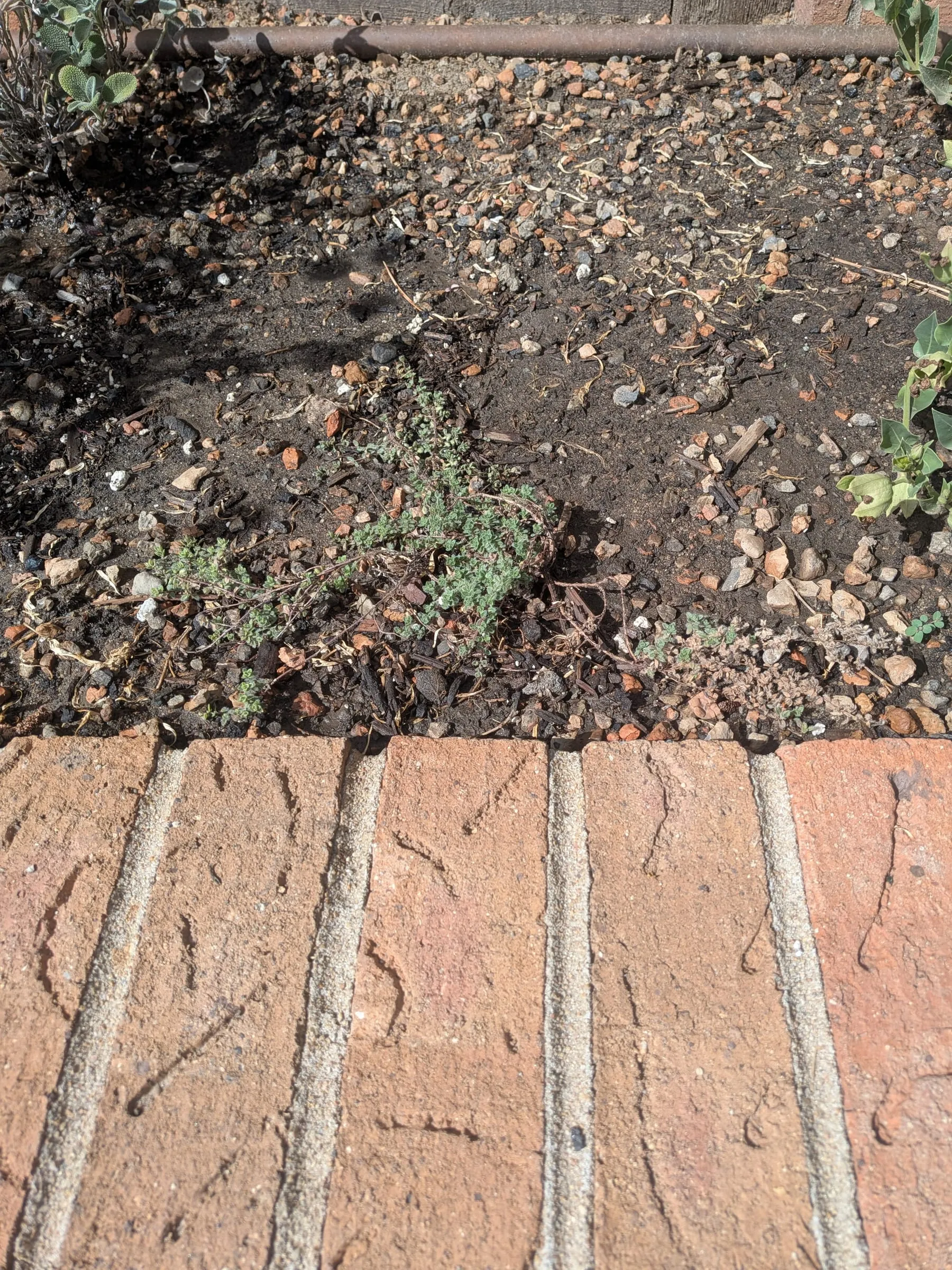 A small division of fuzzy creeping thyme newly planted in bare soil