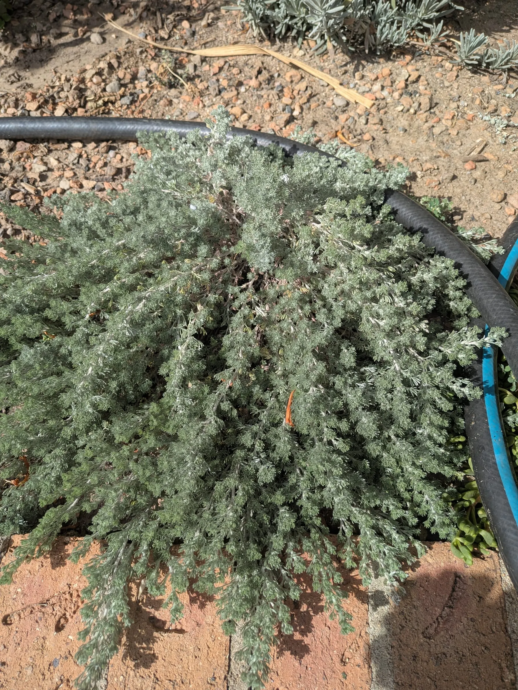 A large silvery-green mound of fringed sage spilling over the bed edge