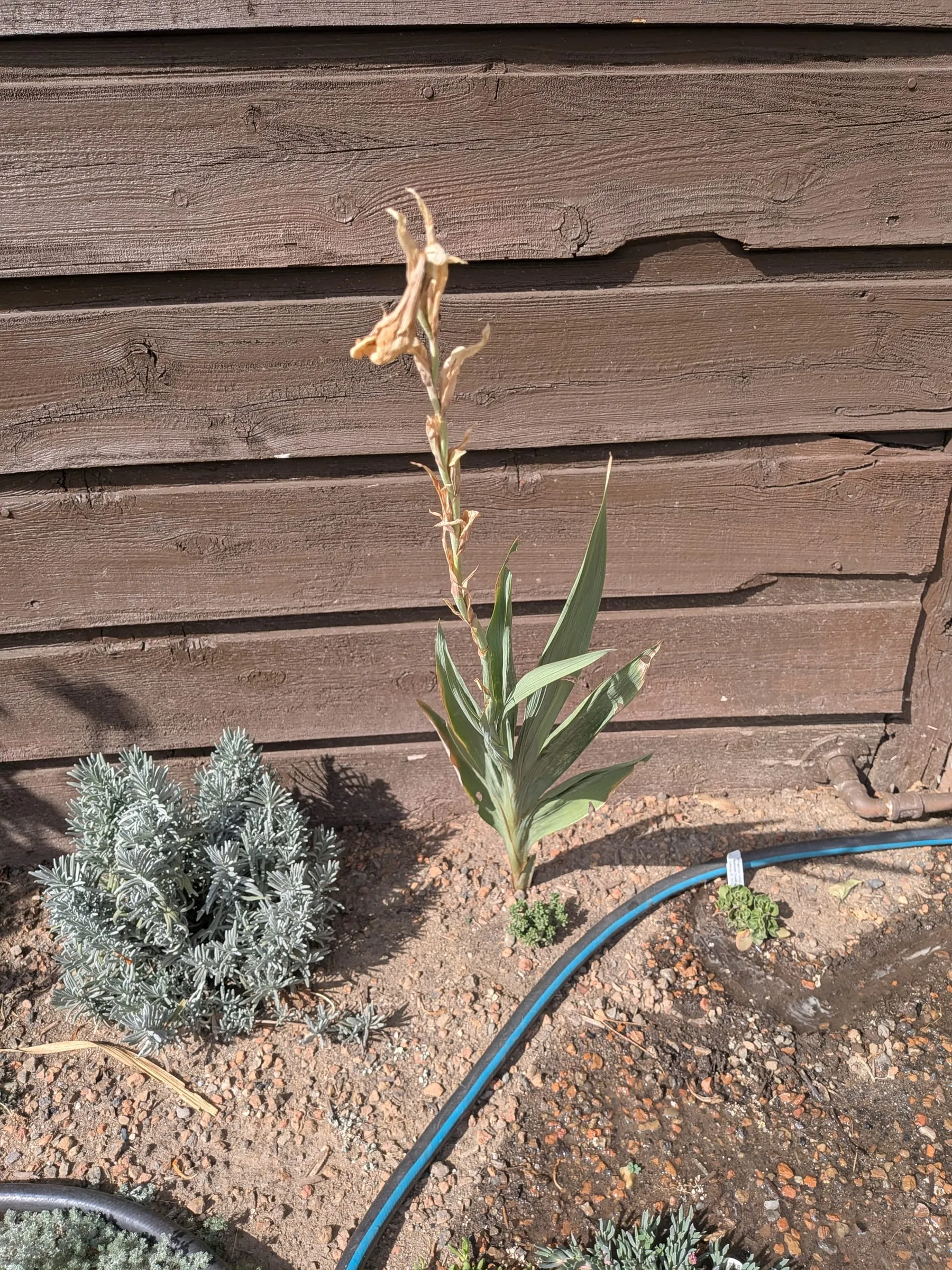 A spent gladiolus stalk, dried and browned, against the wood siding