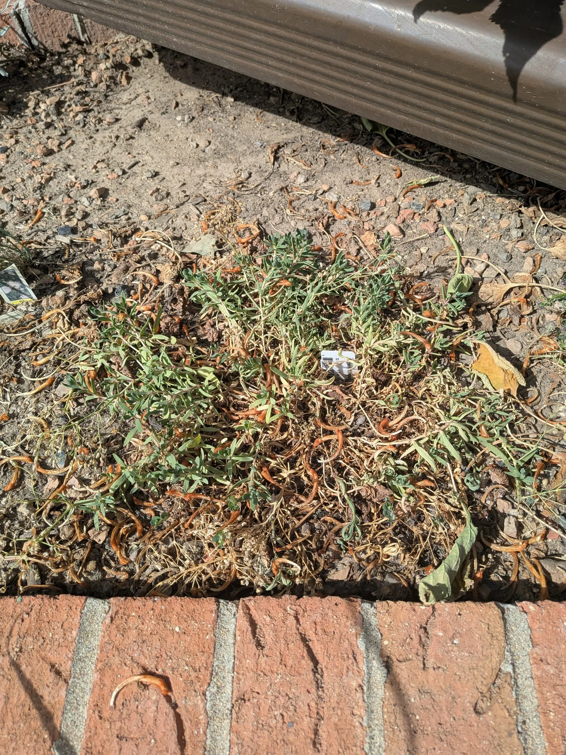 A thinned, browning mat of gypsophila along the brick edge