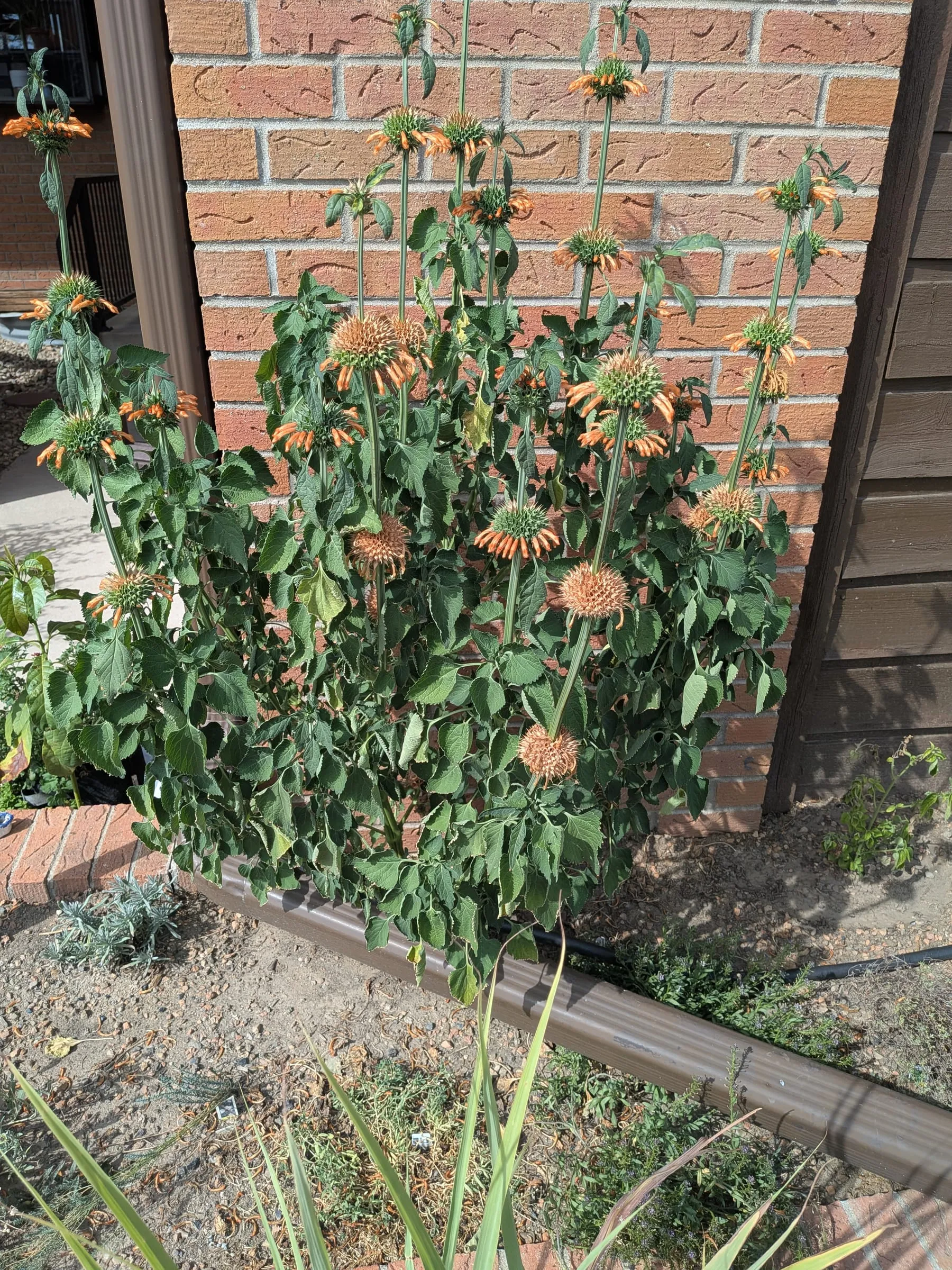 Klip dagga grown tall against the wall, with orange whorled flowers on the stems