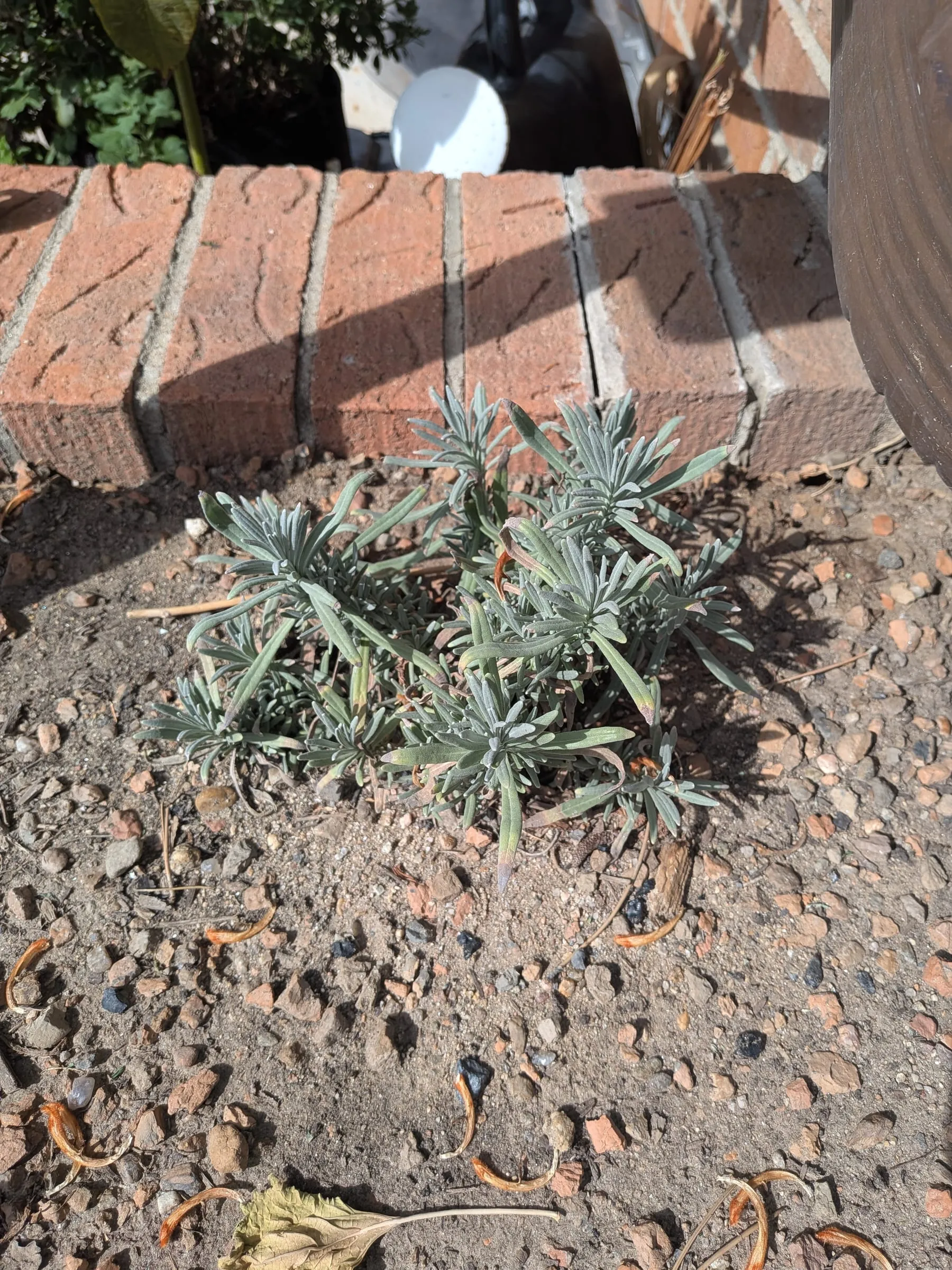 A sparse, struggling lavender low in the bed