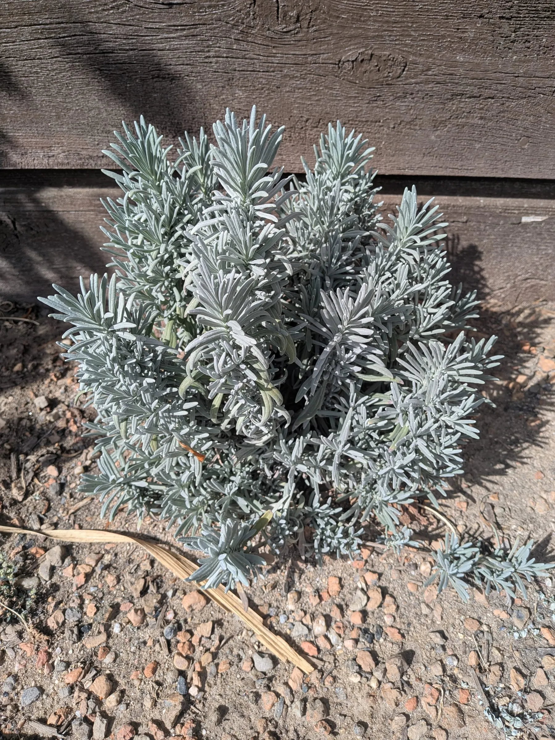 A compact silvery lavender bush in the bed