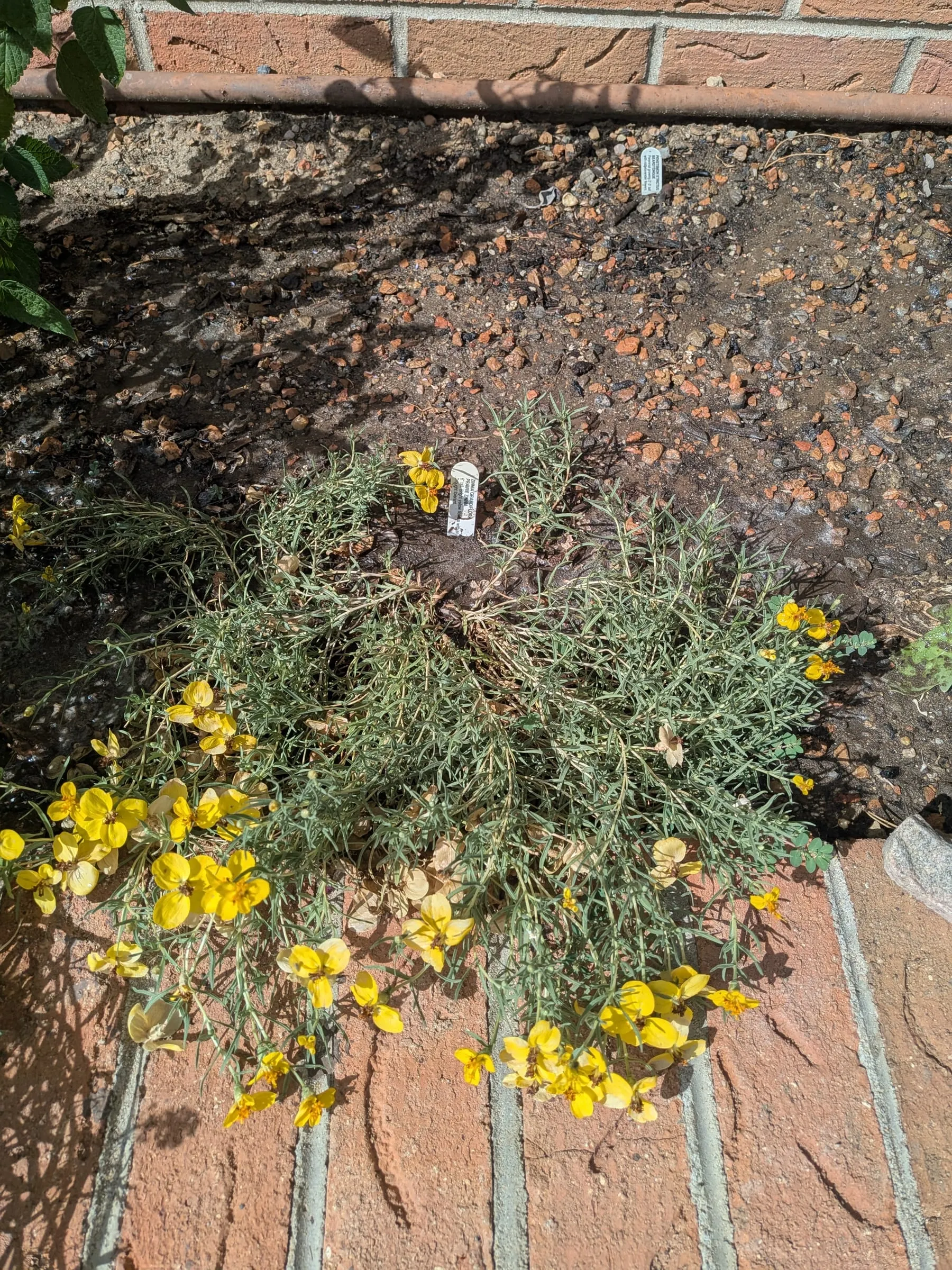 A low spreading mat of prairie zinnia covered in yellow flowers
