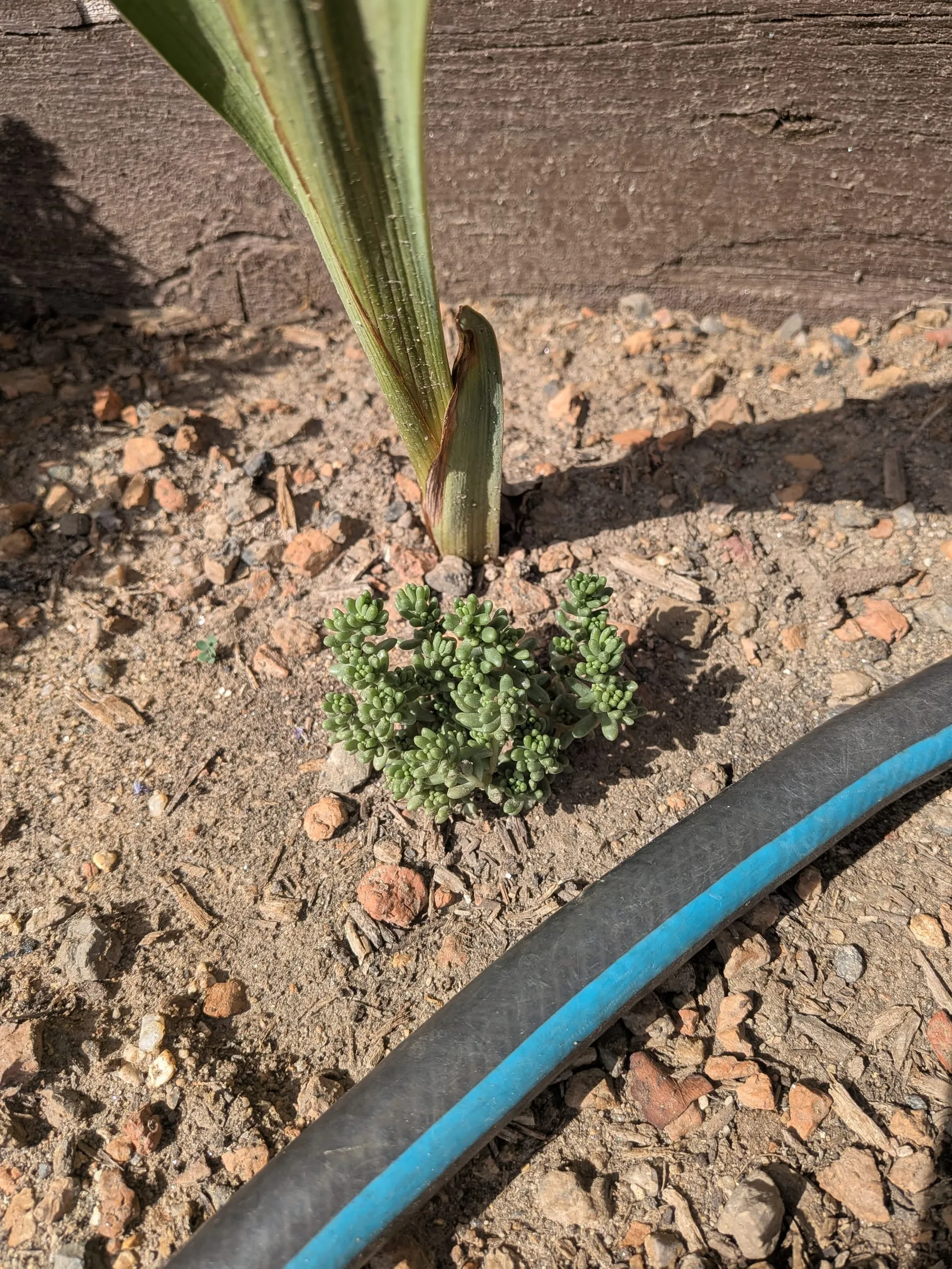 A small succulent cutting established in the gravelly soil