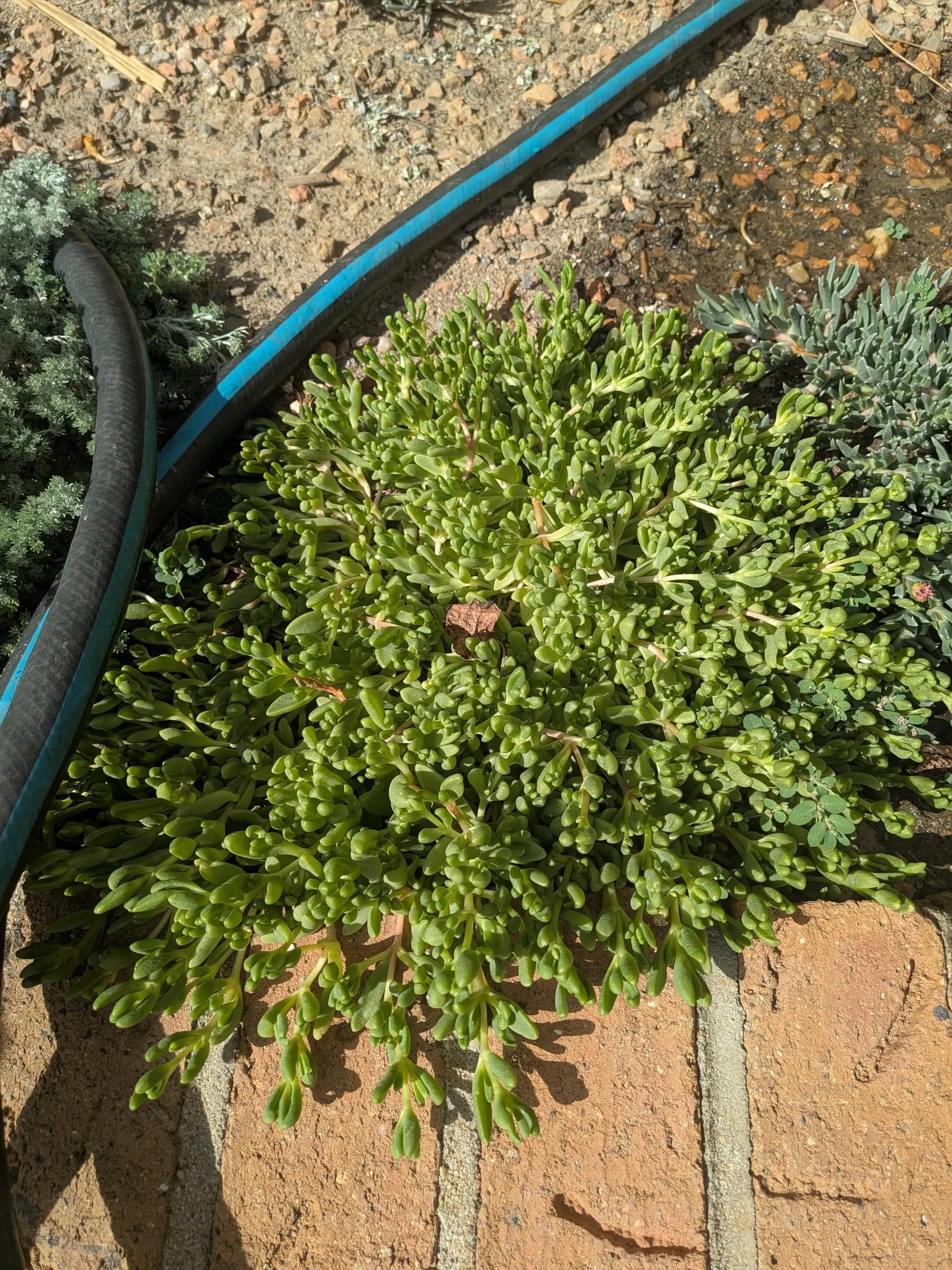 A dense, bright green succulent patch filling out against the brick