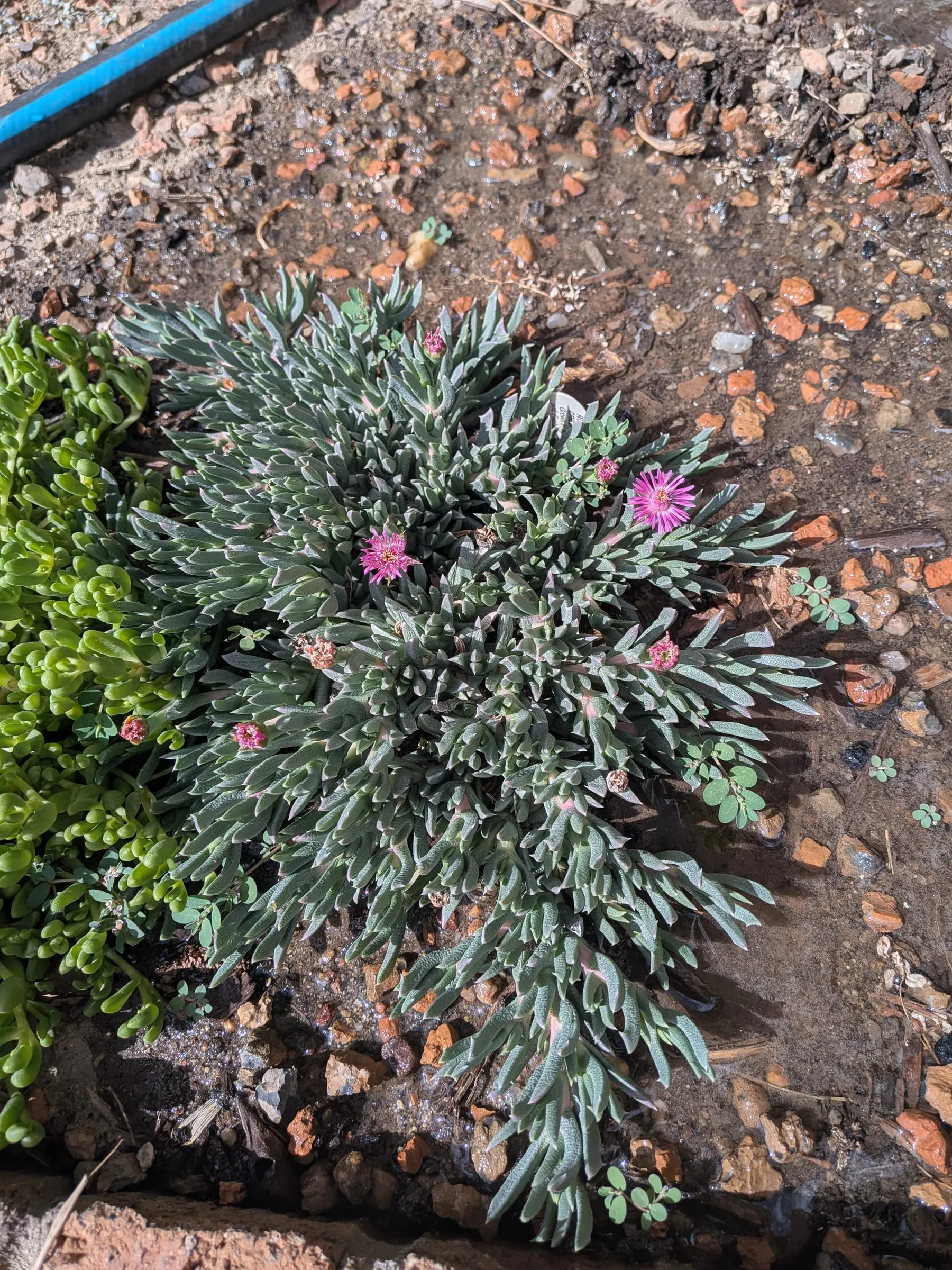 Ruschia as a spiky blue-green cushion with magenta flowers