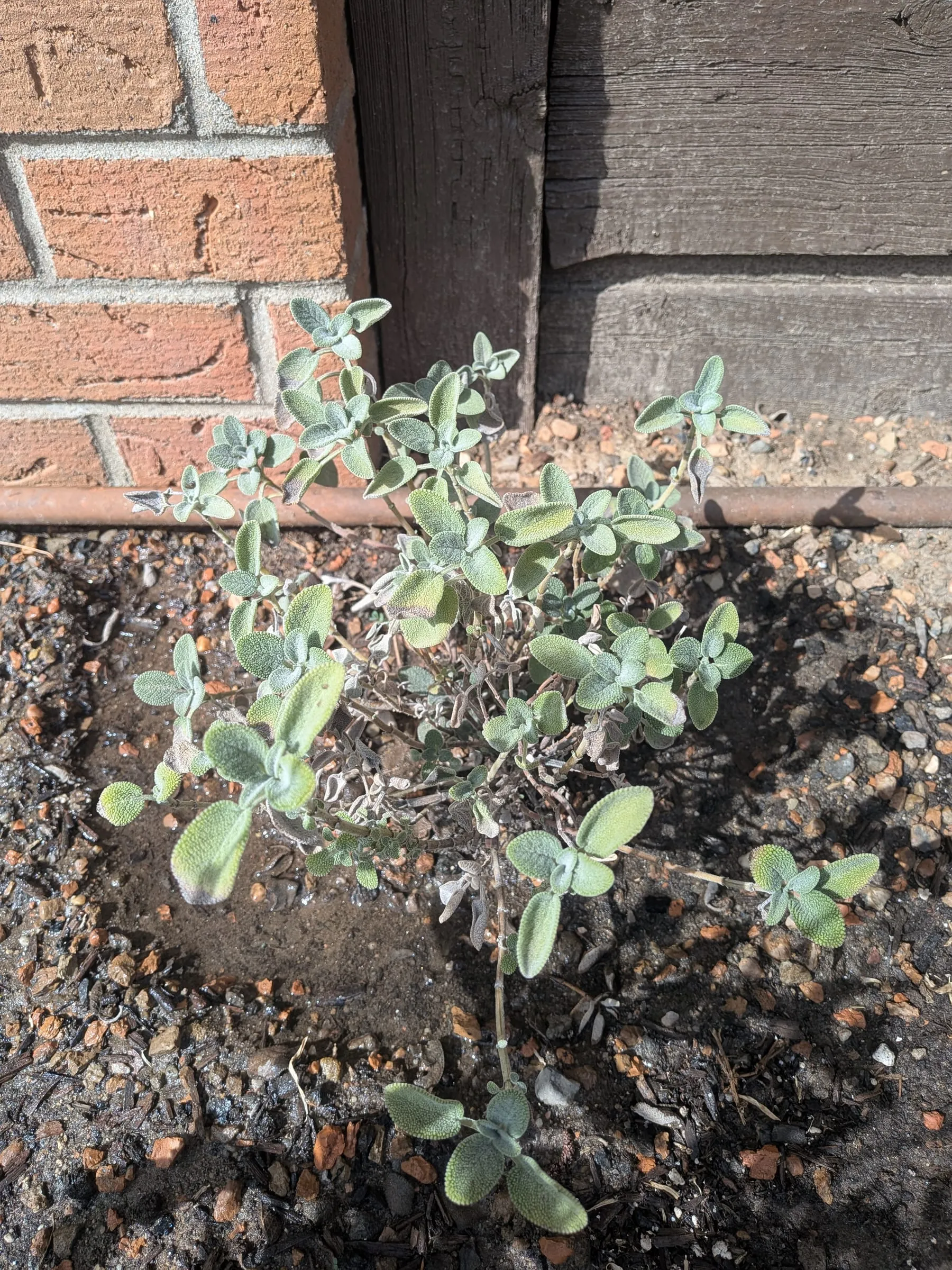 A sparse sage plant with a few grey-green leaves