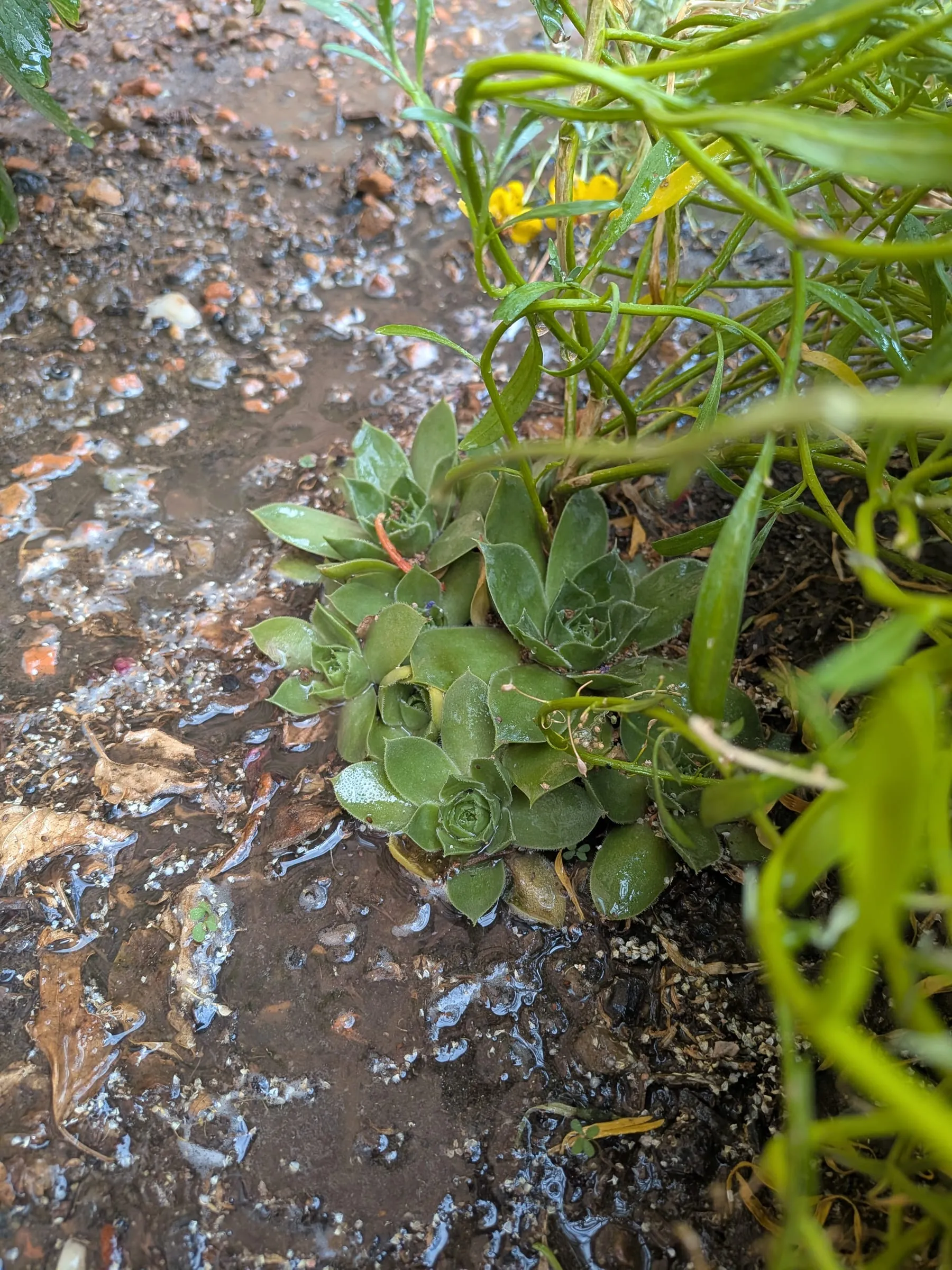 Green sempervivum rosettes established among surrounding foliage