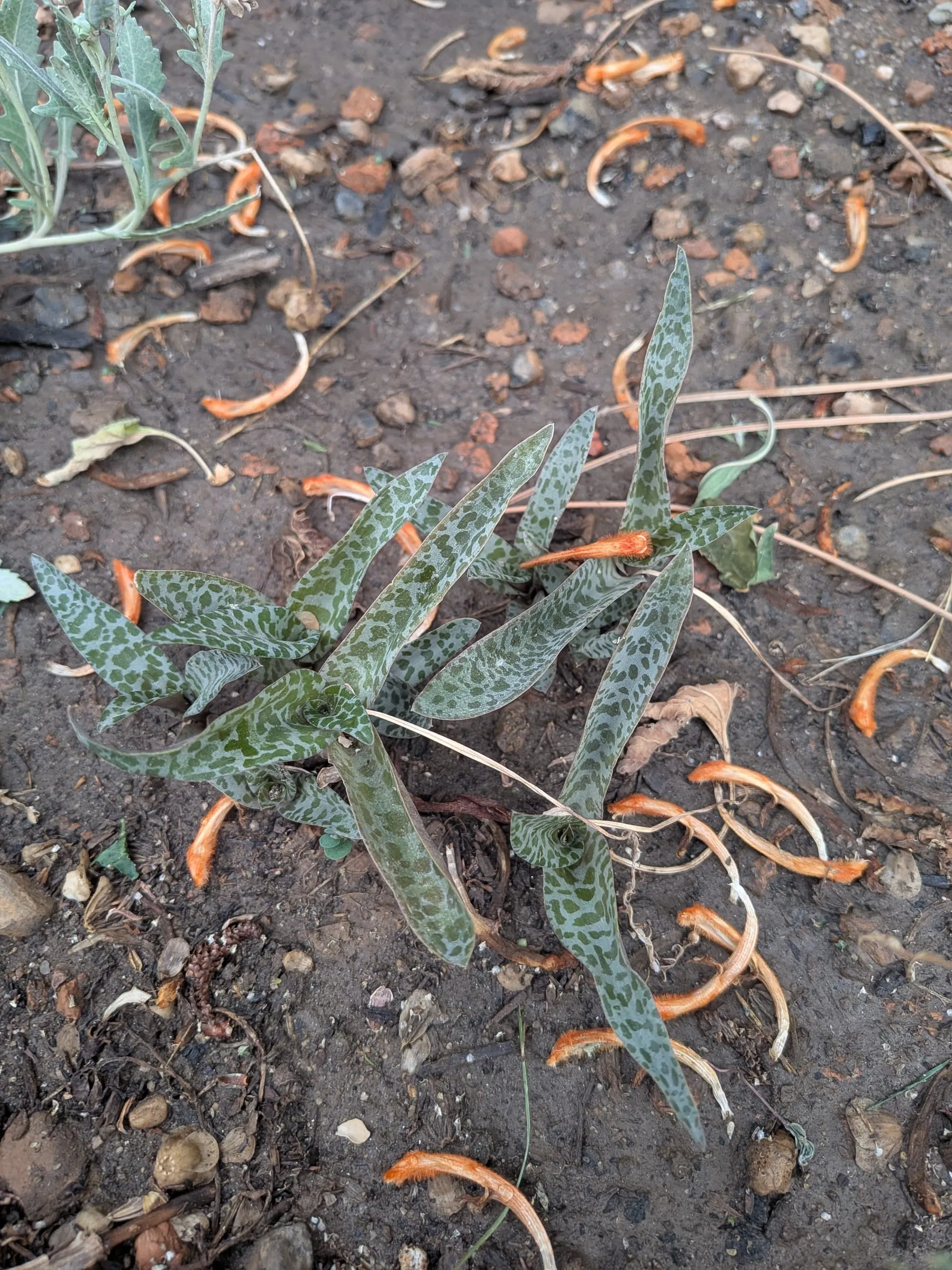 Silver squill outdoors with deep green spotted strap leaves