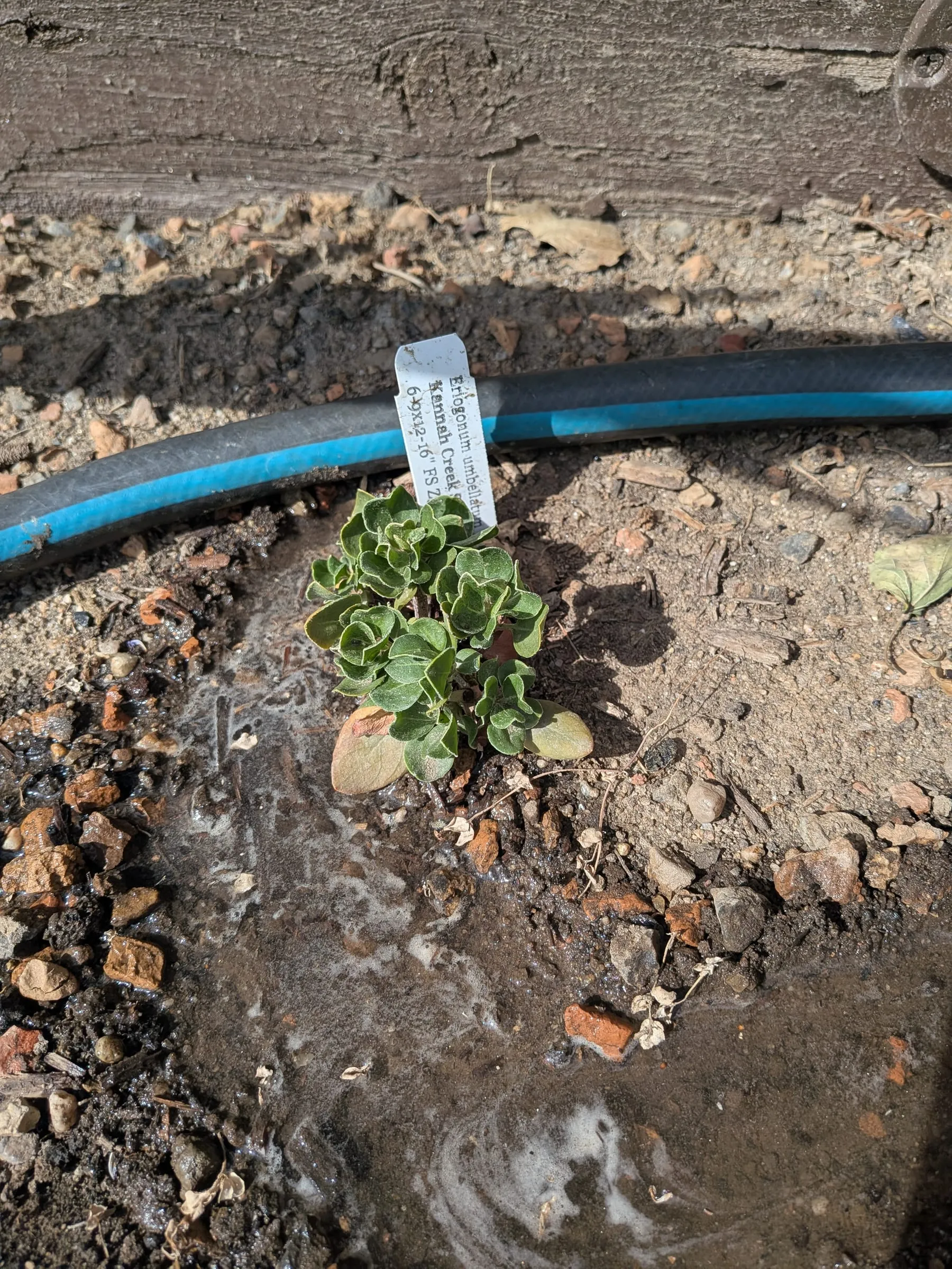 A low, compact green buckwheat, about the size it started at