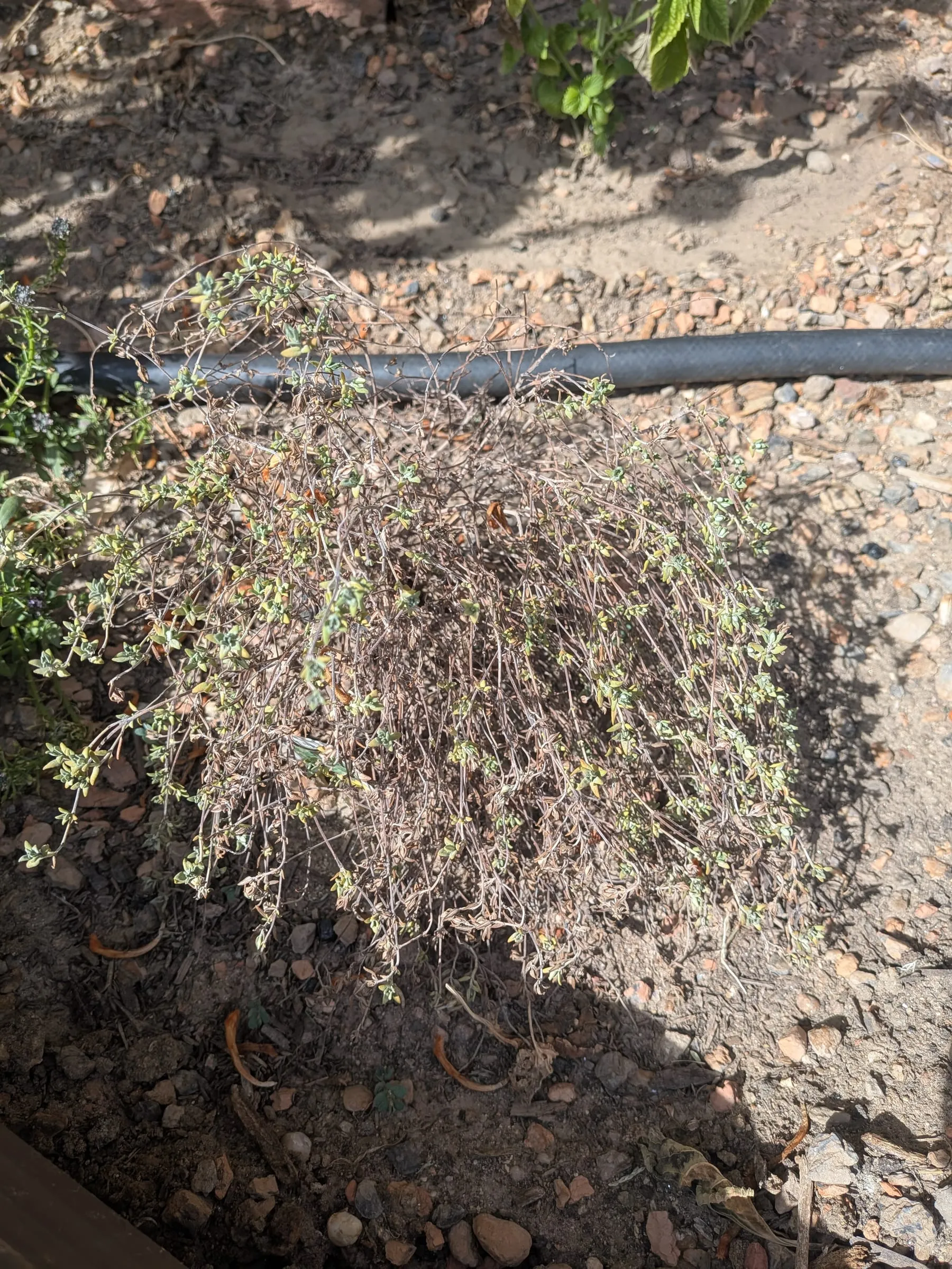 A sparse, part-browned thyme plant in the bed