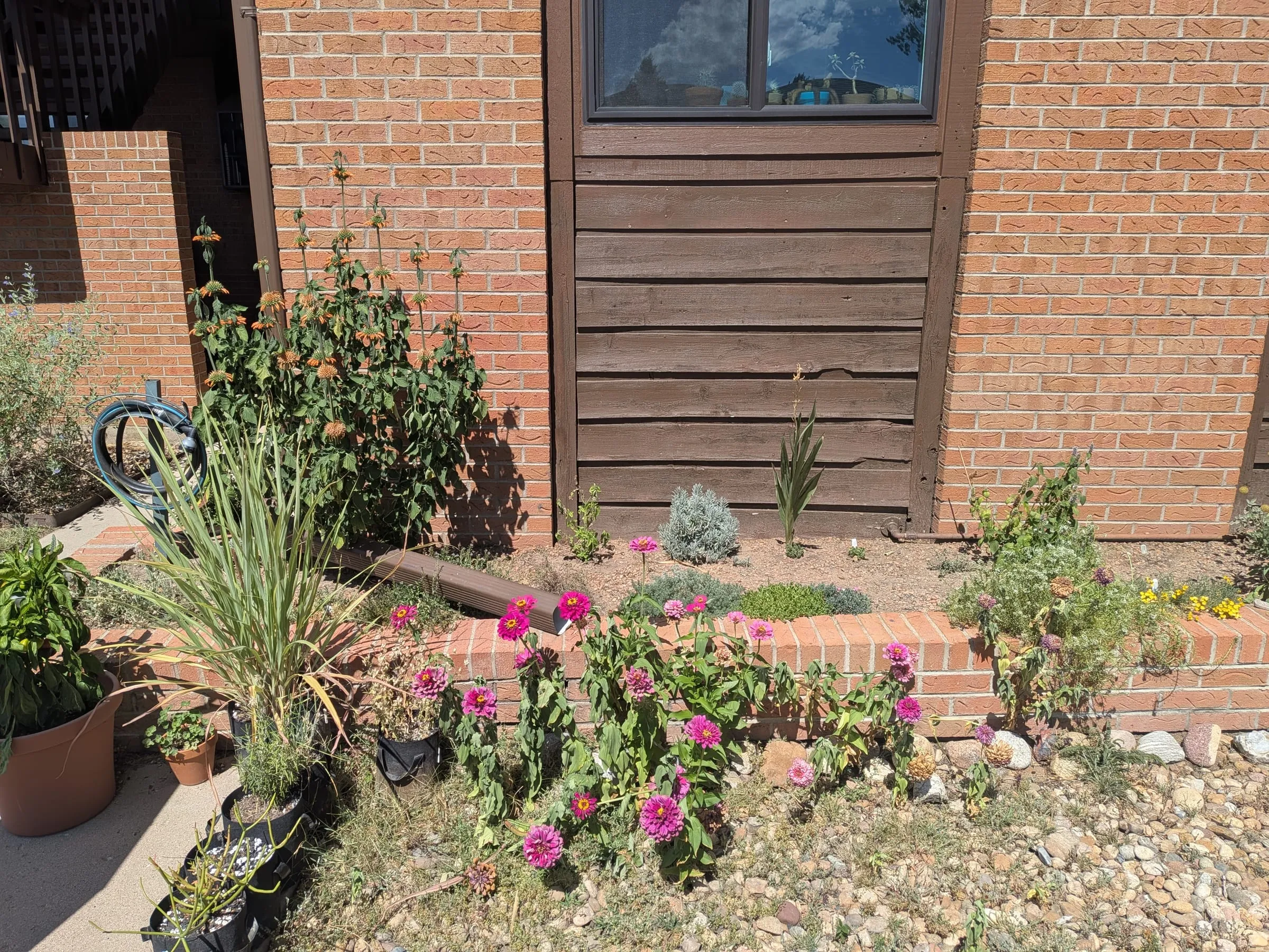 The left end of the bed in September, with the klip dagga tall against the brick and magenta zinnias in the rock bed in front
