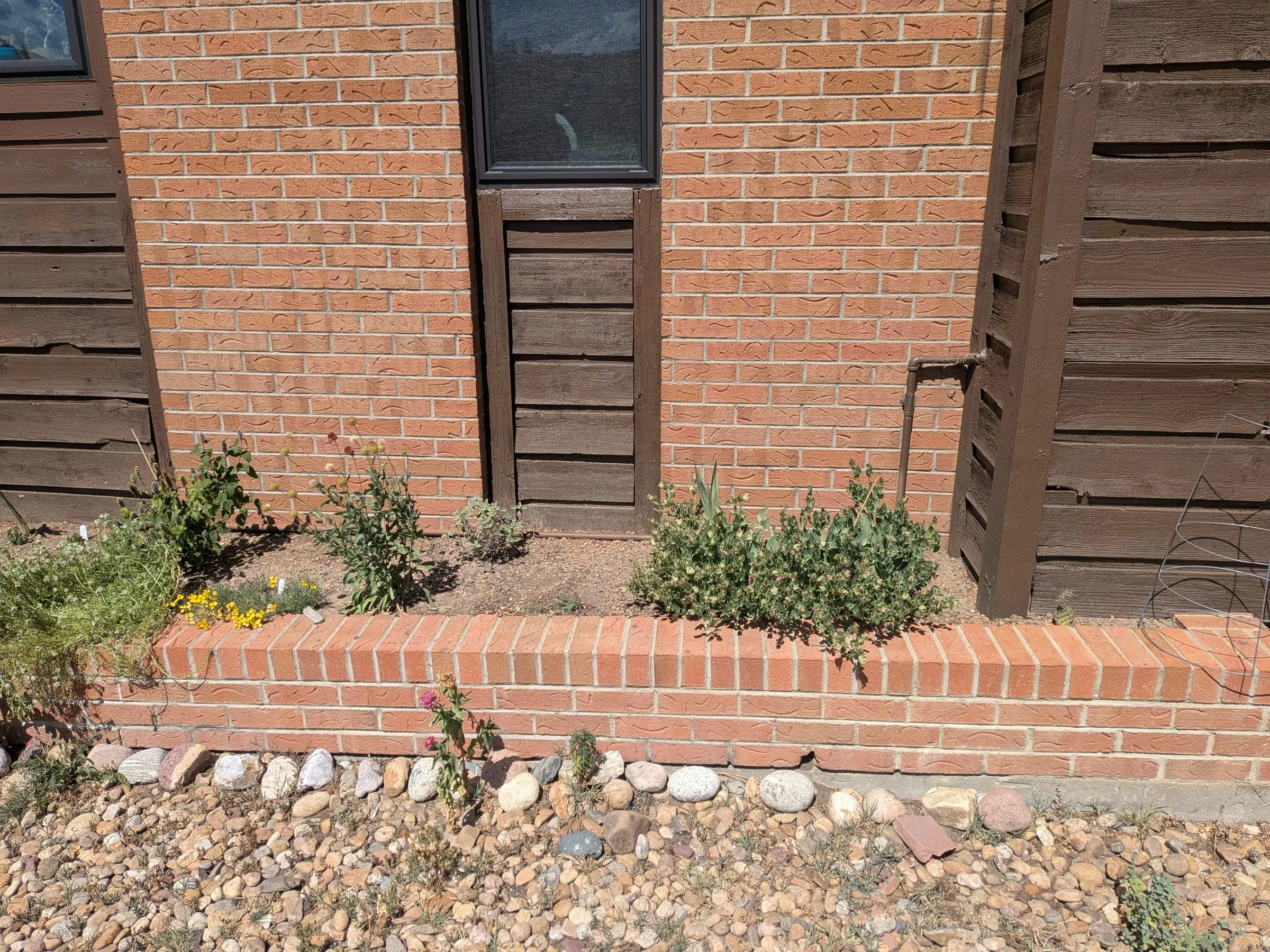 The right end of the bed, with the desert four o’clock sprawling over the brick edge