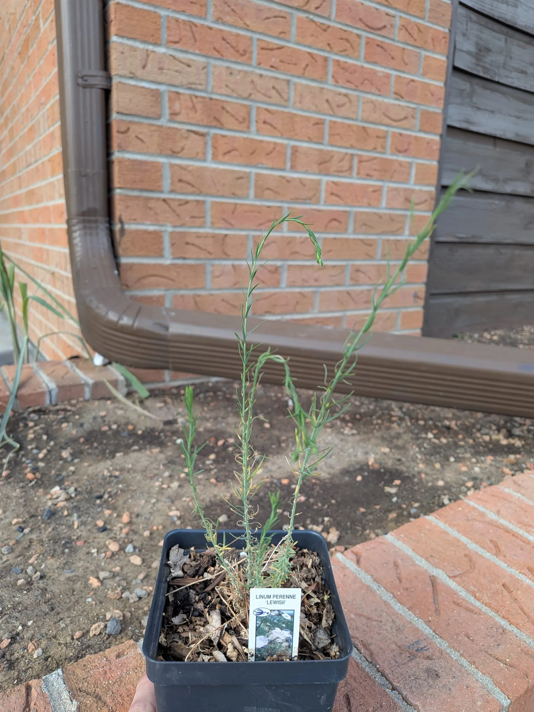 Blue flax as thin wispy stems in a nursery pot