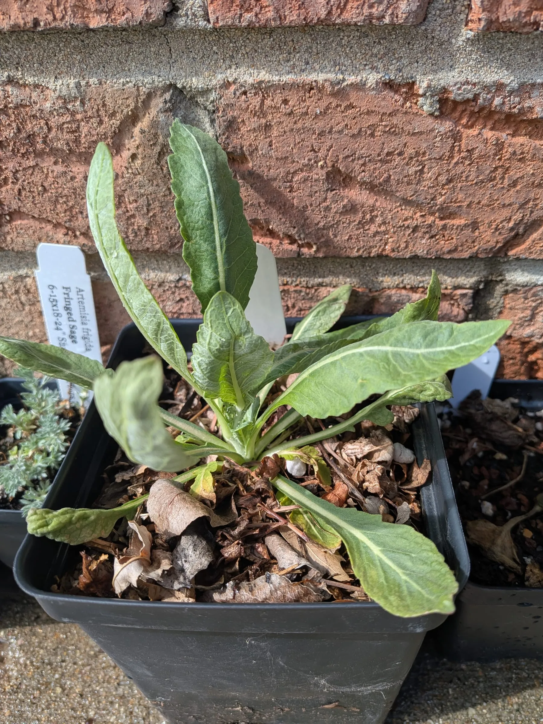 Chocolate flower as a leafy rosette in a nursery pot