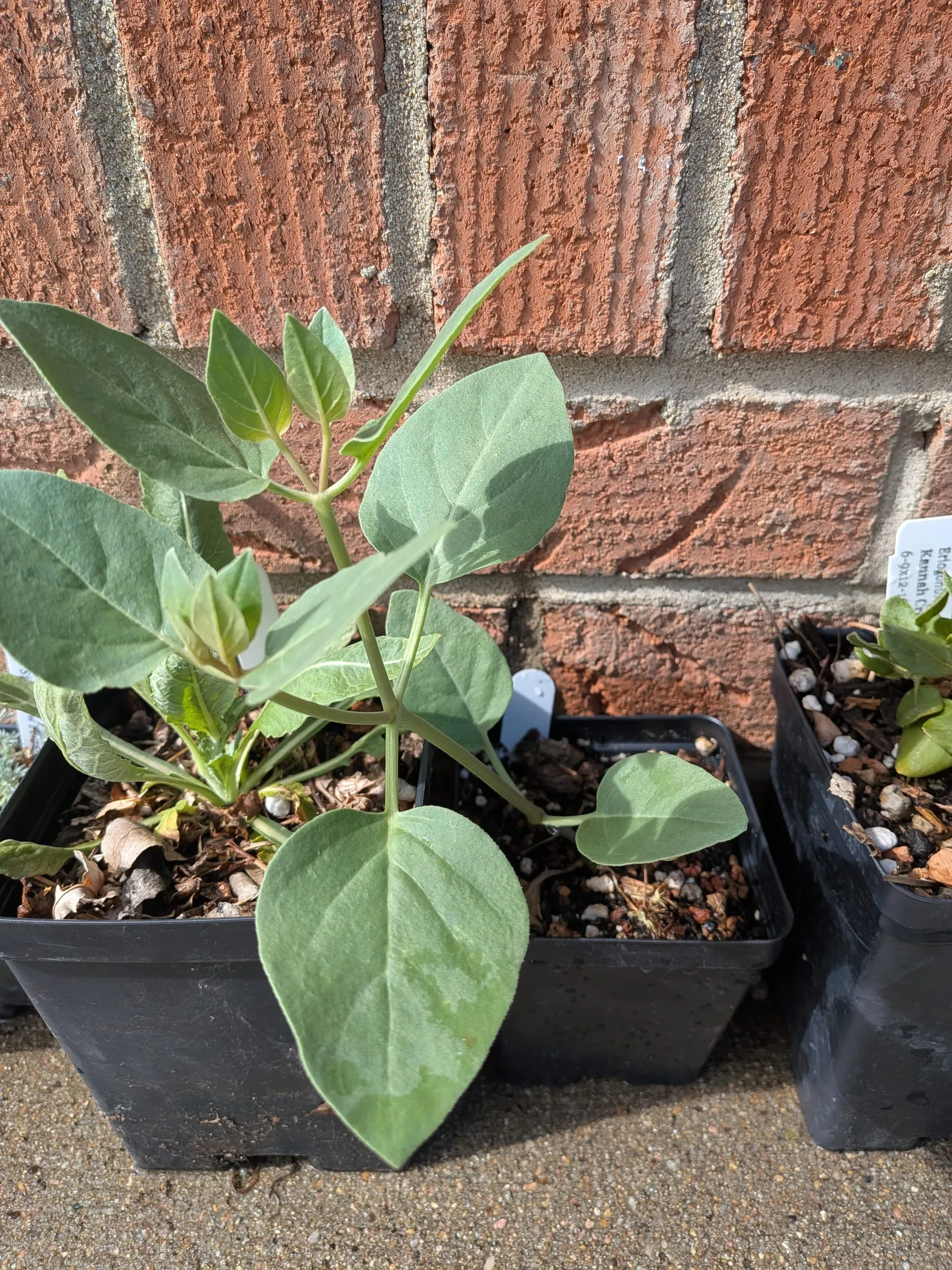 Desert four o’clock as a small plug with broad rounded leaves