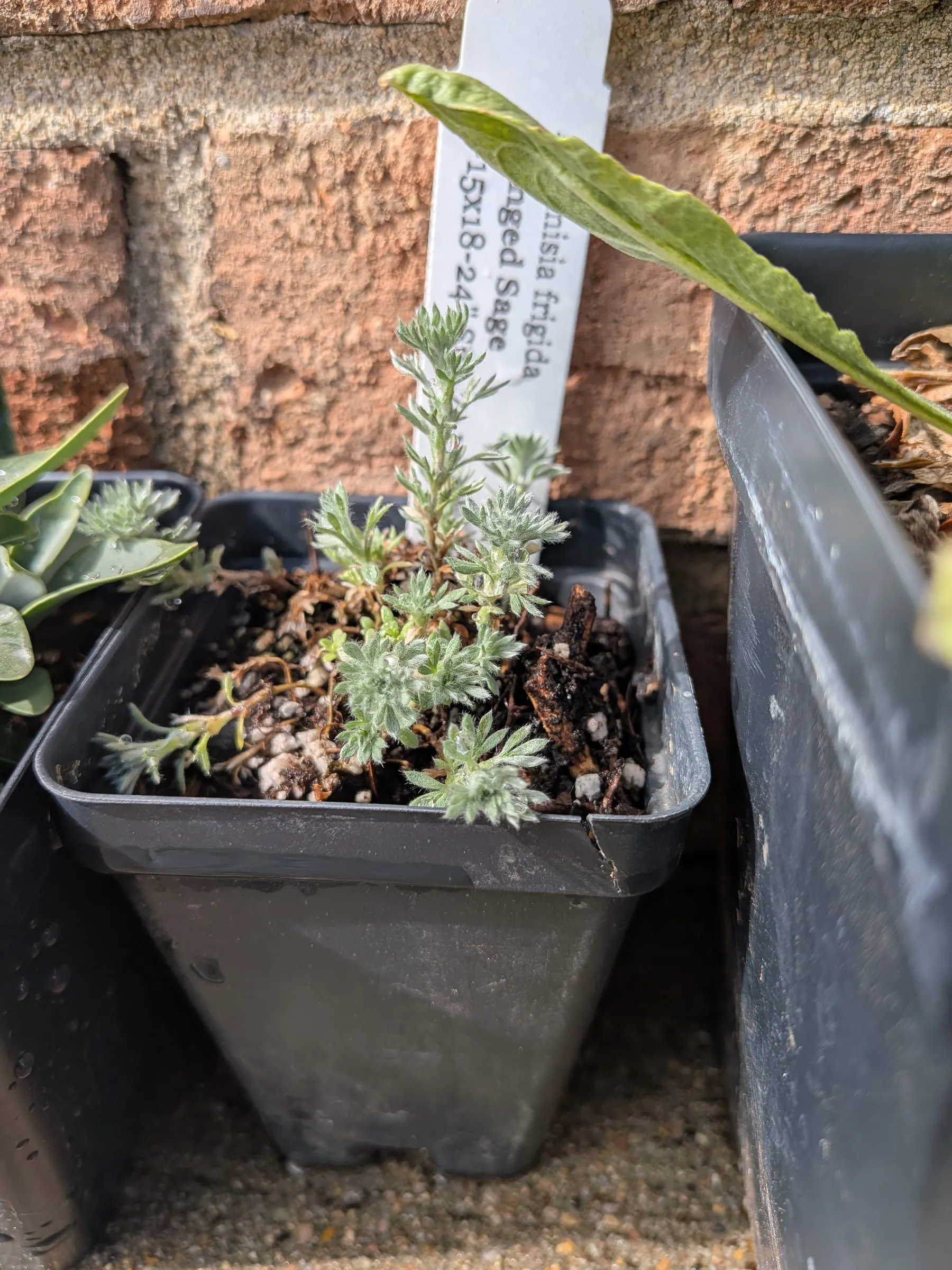 Fringed sage in a nursery pot with its label