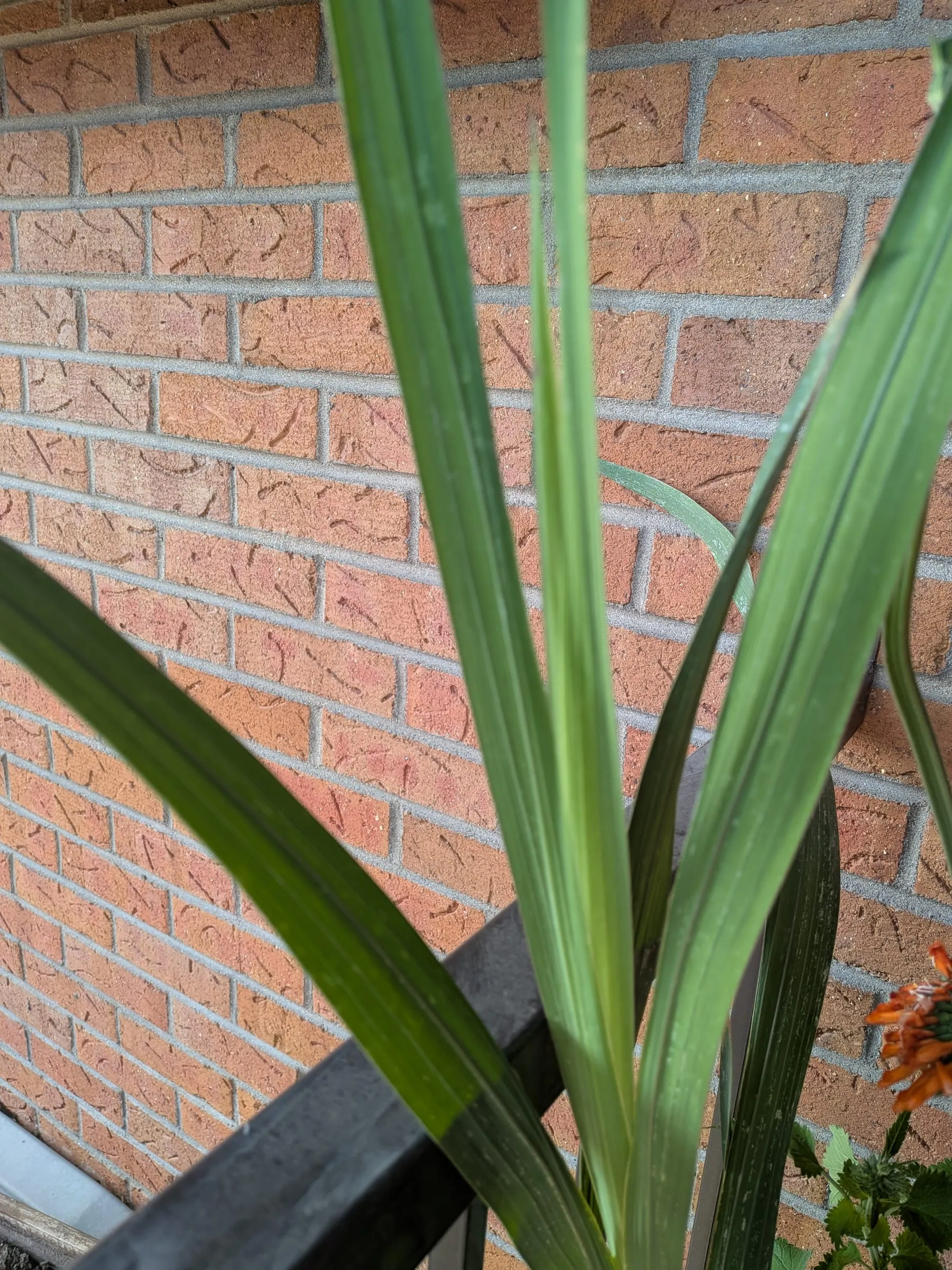 Gladiolus leaves emerging by the brick wall