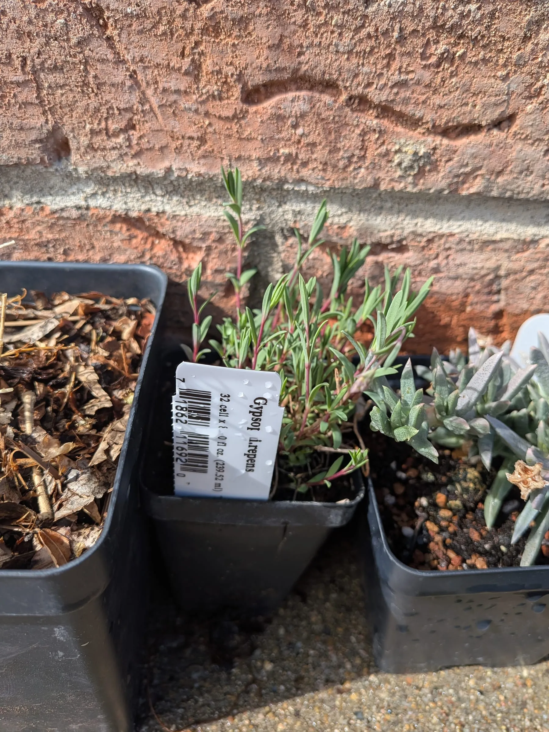 Gypsophila repens in a nursery pot with its label