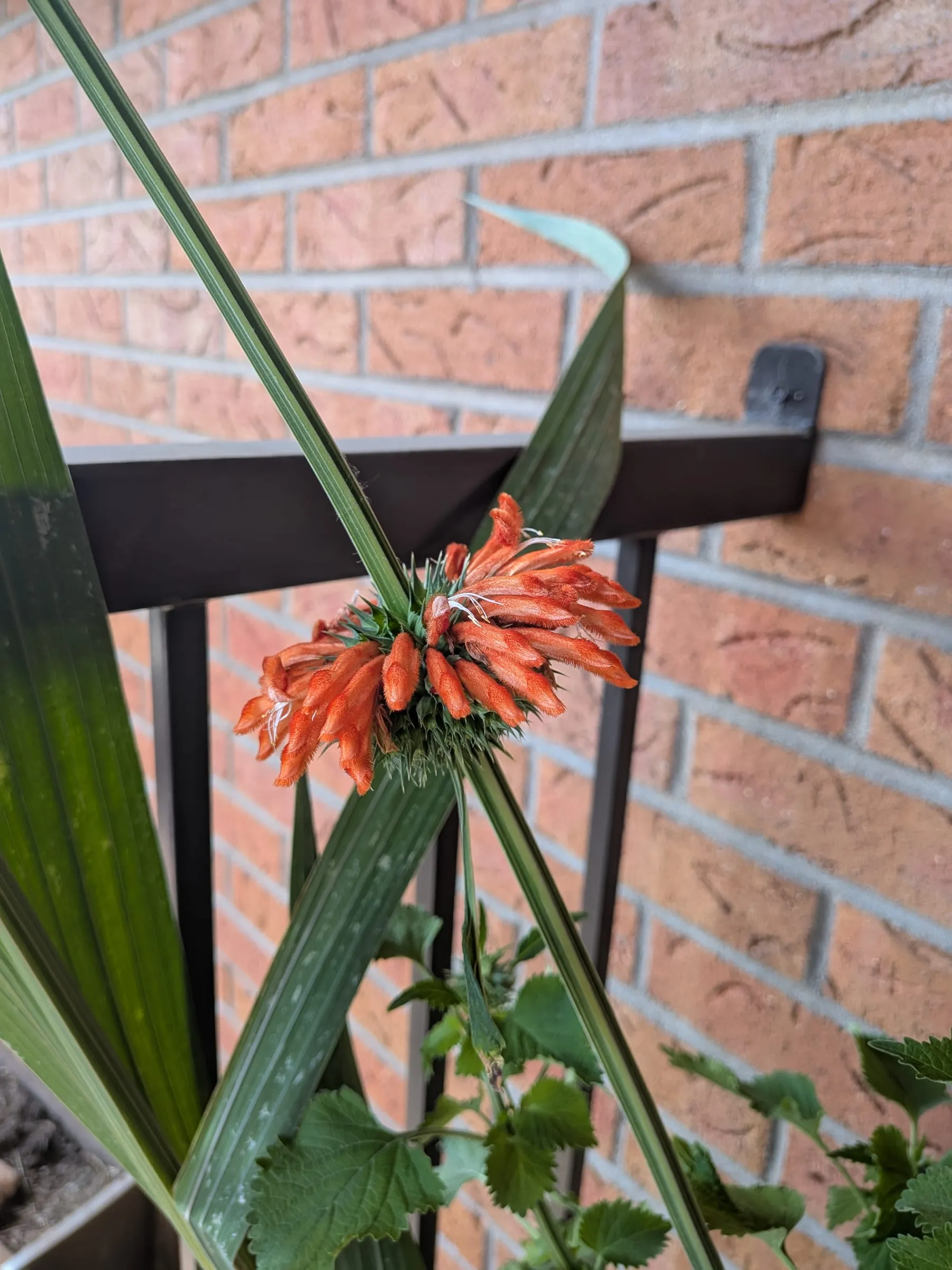 Klip dagga in a nursery pot against the brick wall