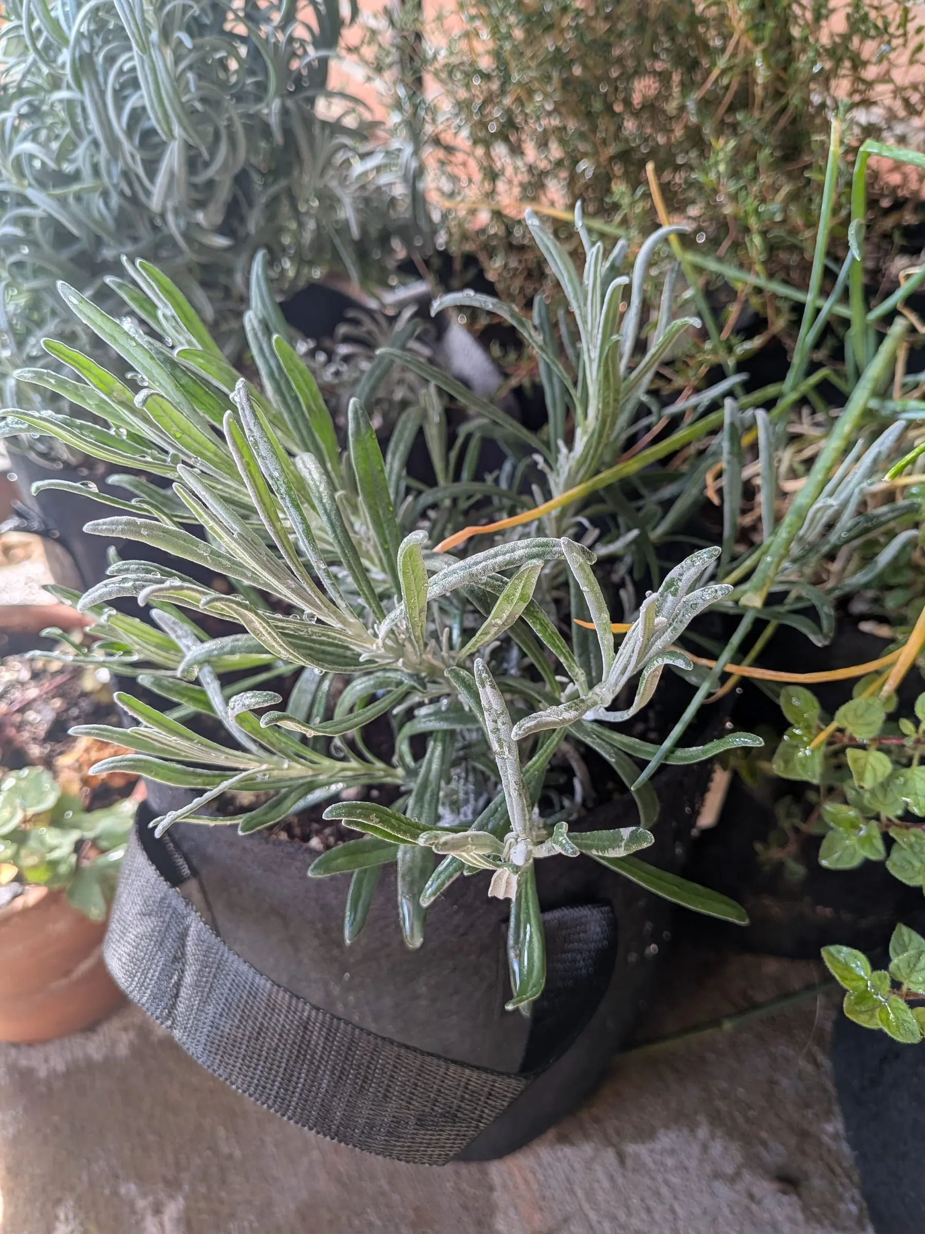 A small silvery lavender start in a nursery pot
