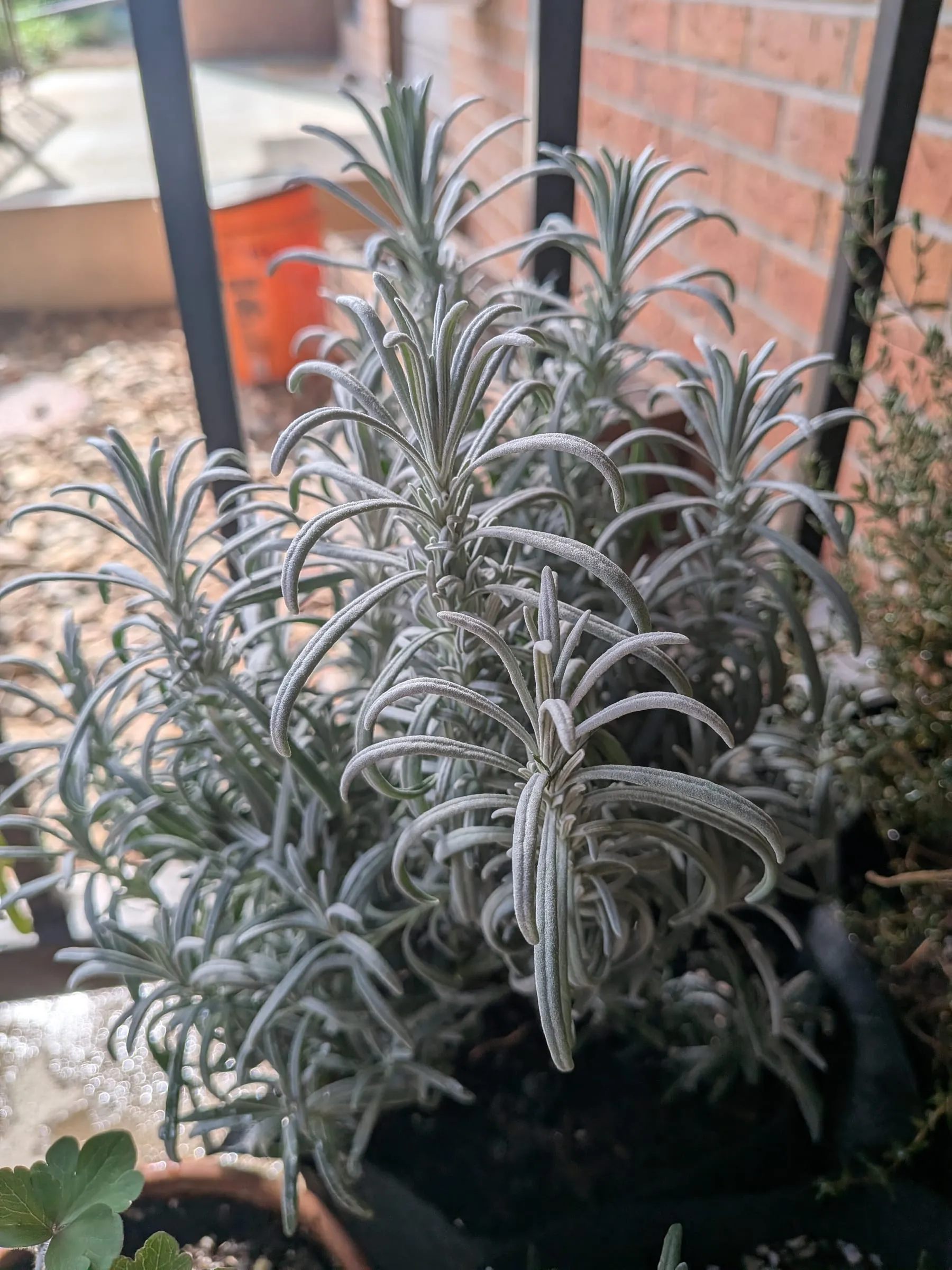 A lavender start in a nursery pot