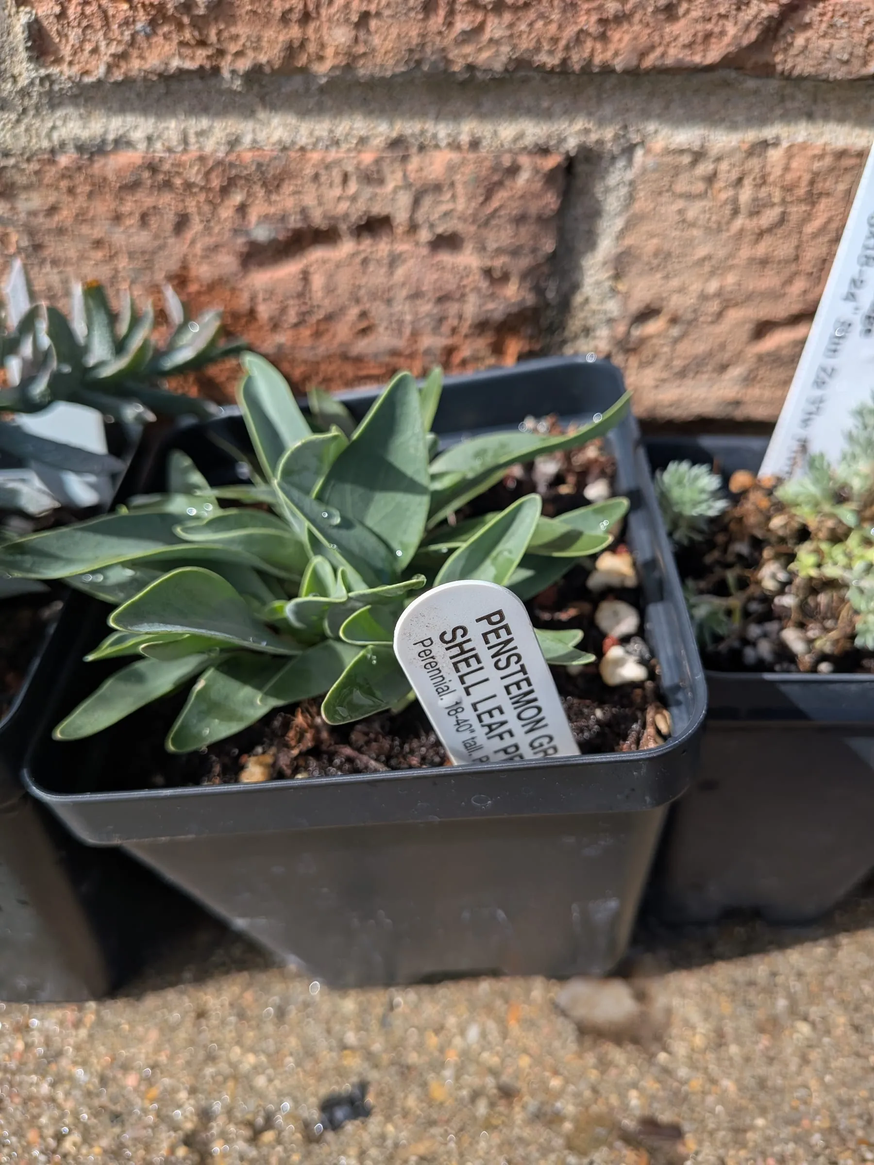 Penstemon grandiflorus in a nursery pot with its label