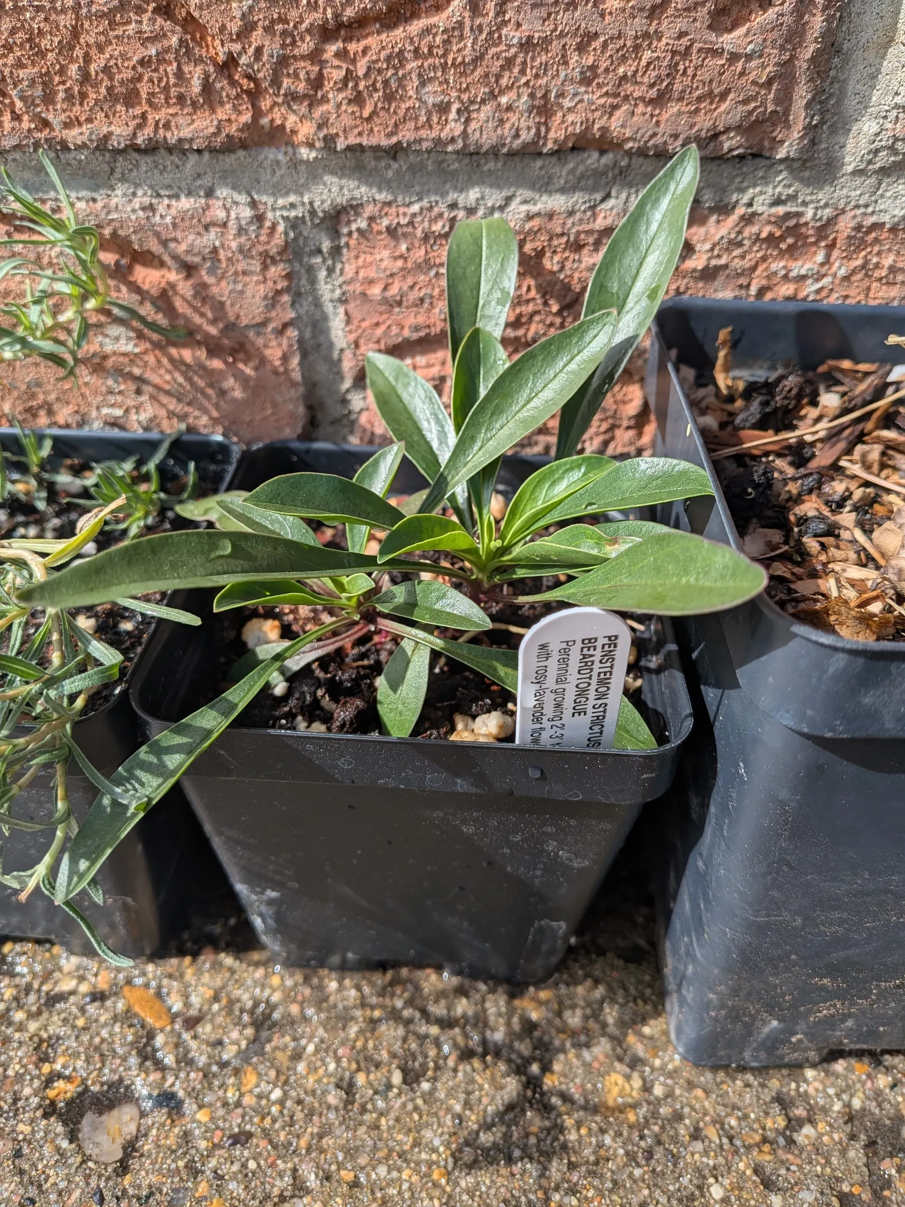 Penstemon strictus in a nursery pot
