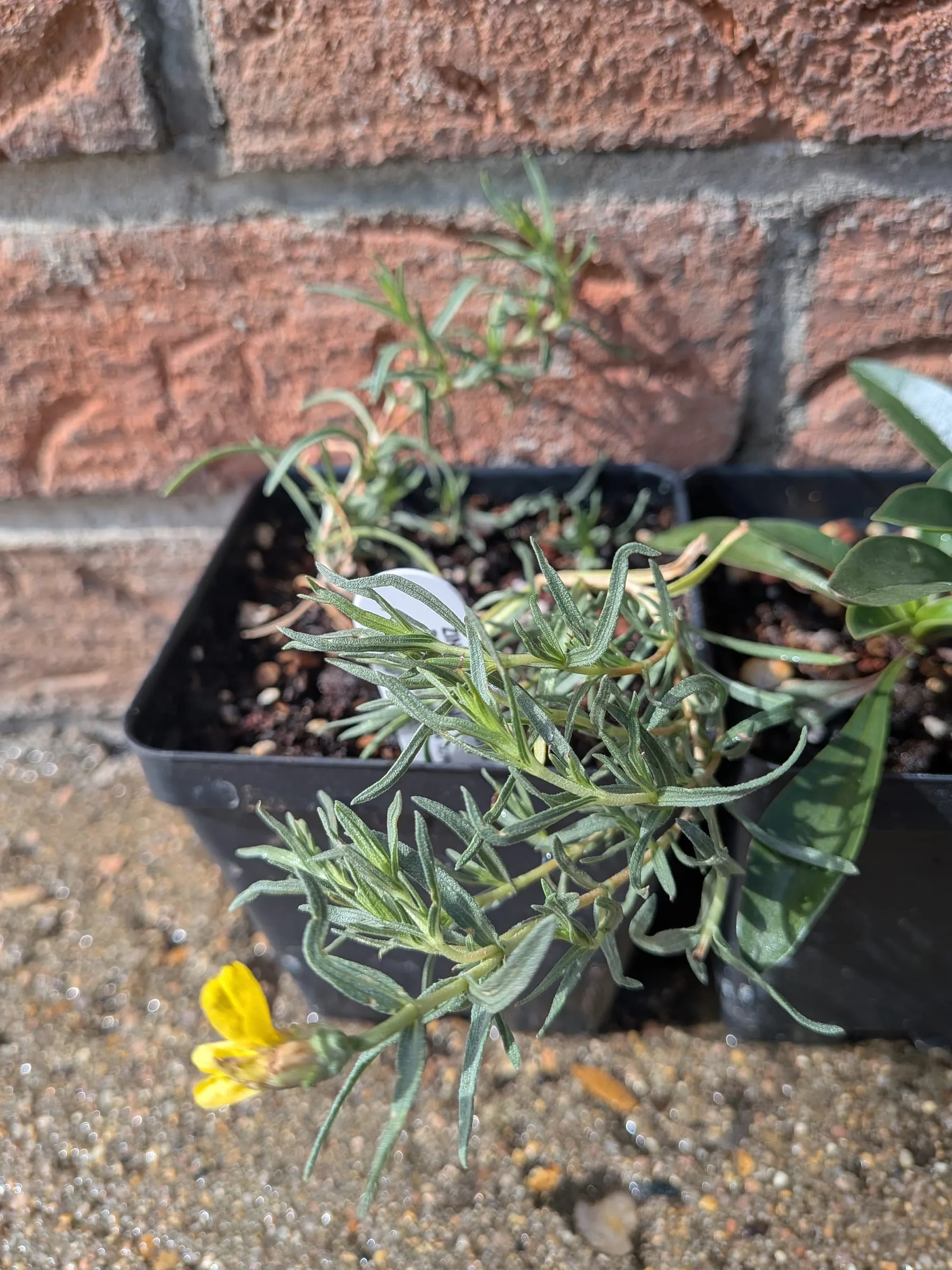 Prairie zinnia in a nursery pot with a small yellow flower