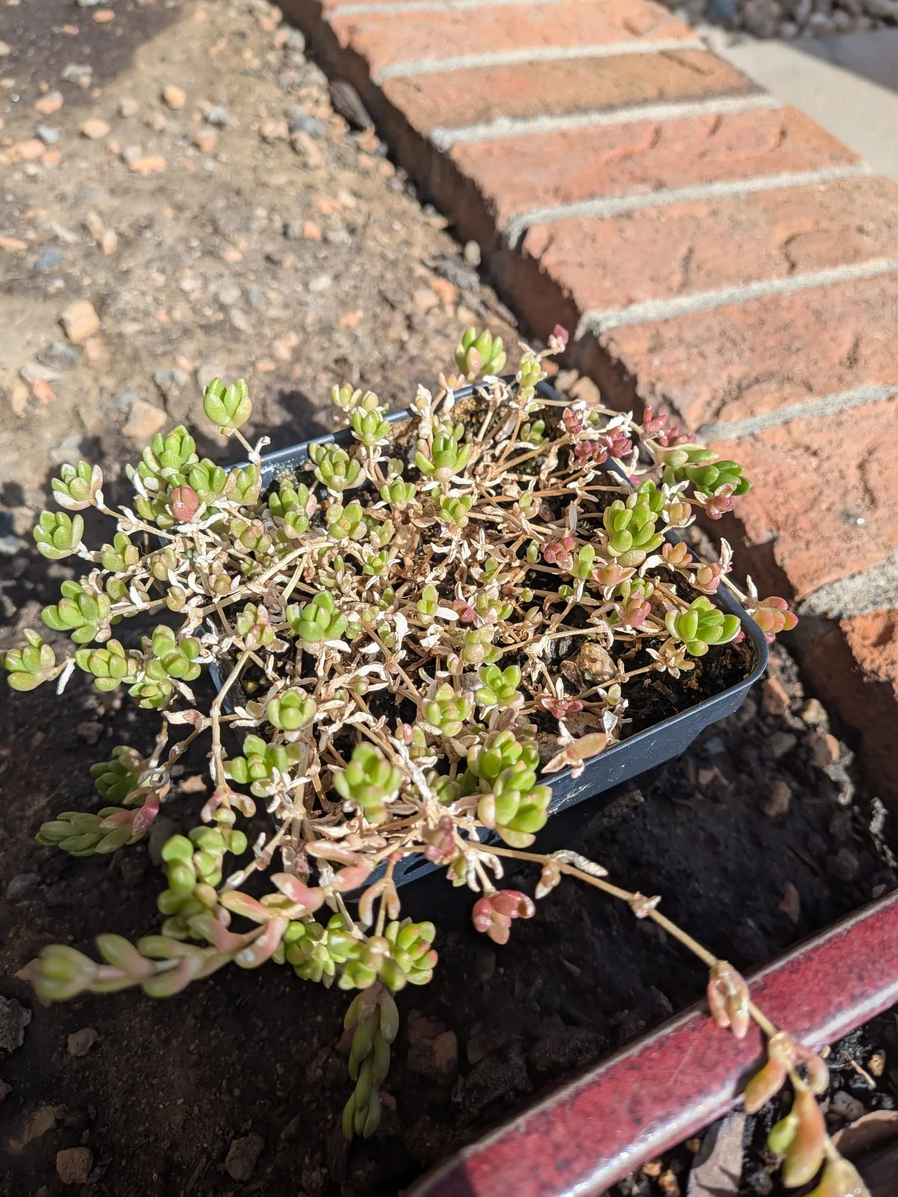 A pale green succulent mat in a shallow tray