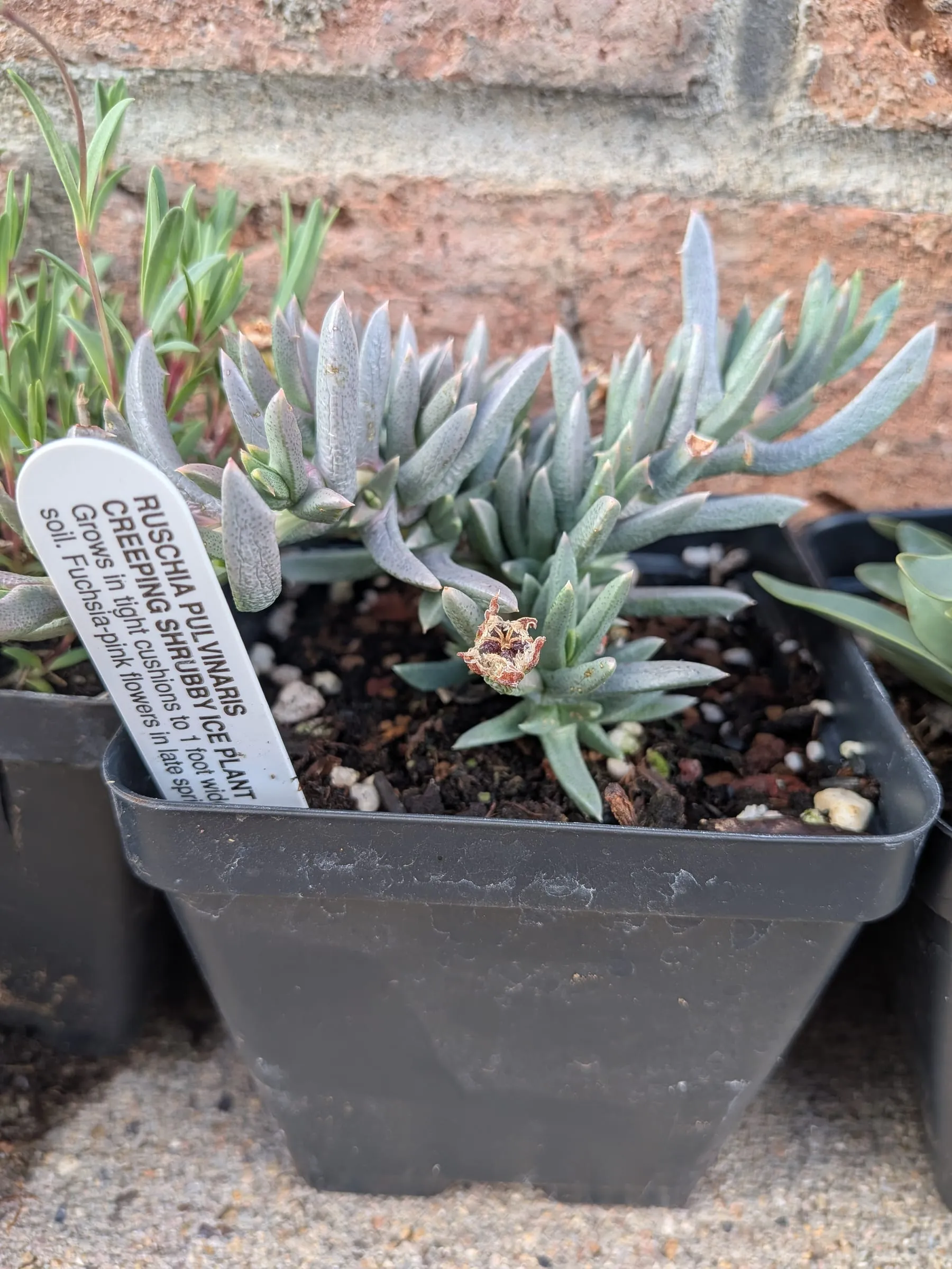 Ruschia pulvinaris in a nursery pot with its label
