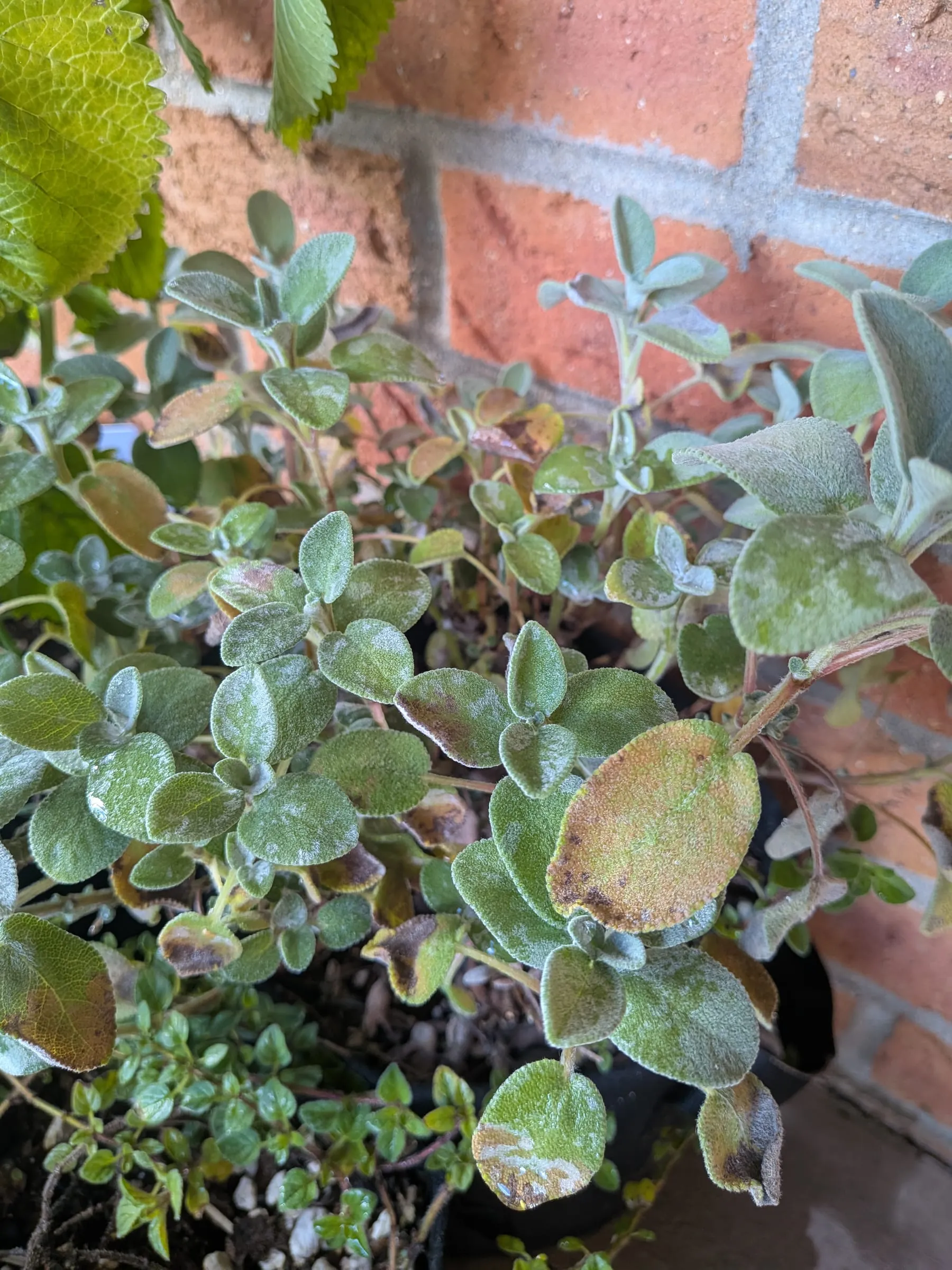 Sage with fuzzy grey-green leaves in a pot