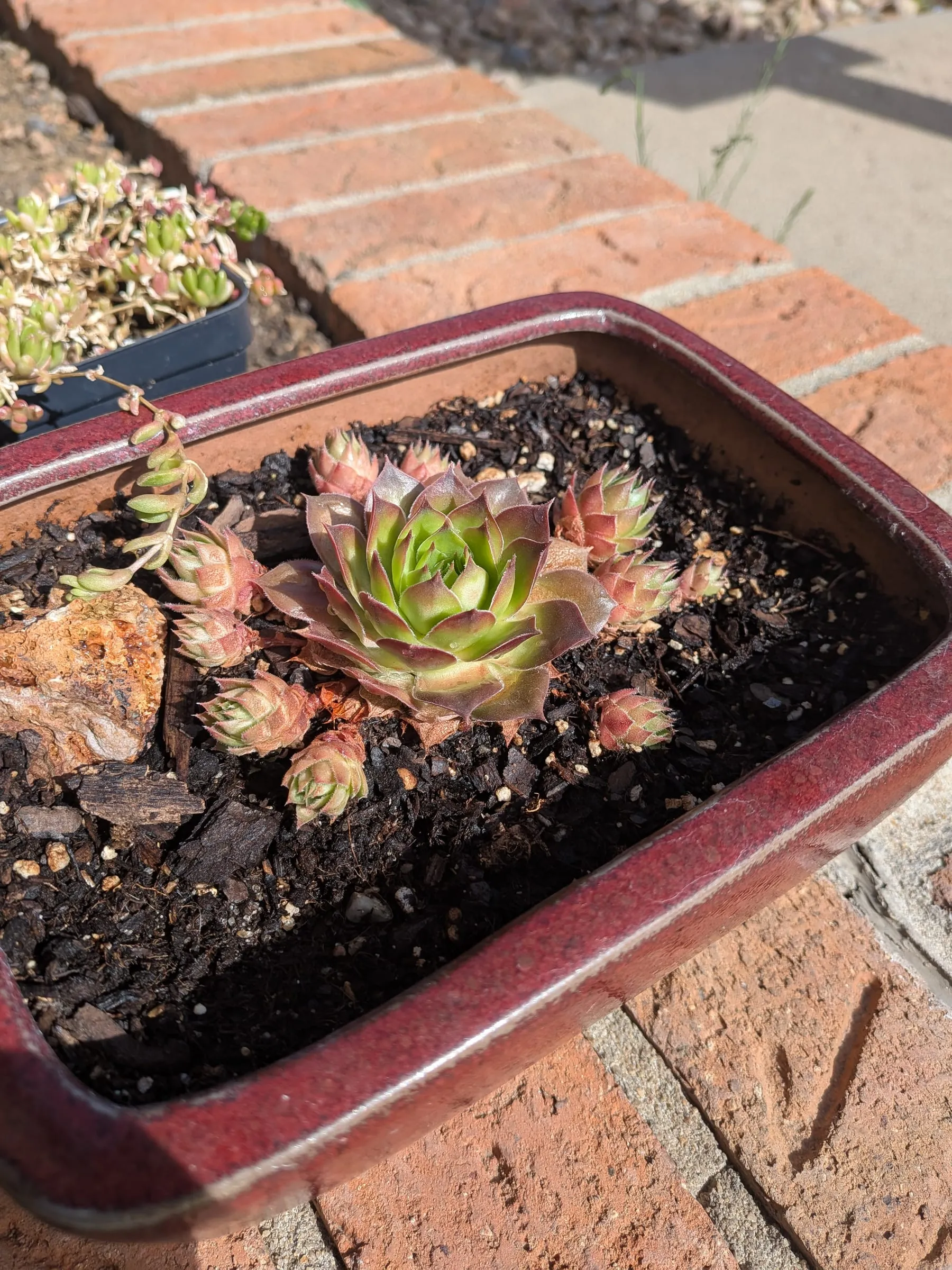 Hen and chicks rosettes in a shallow red tray