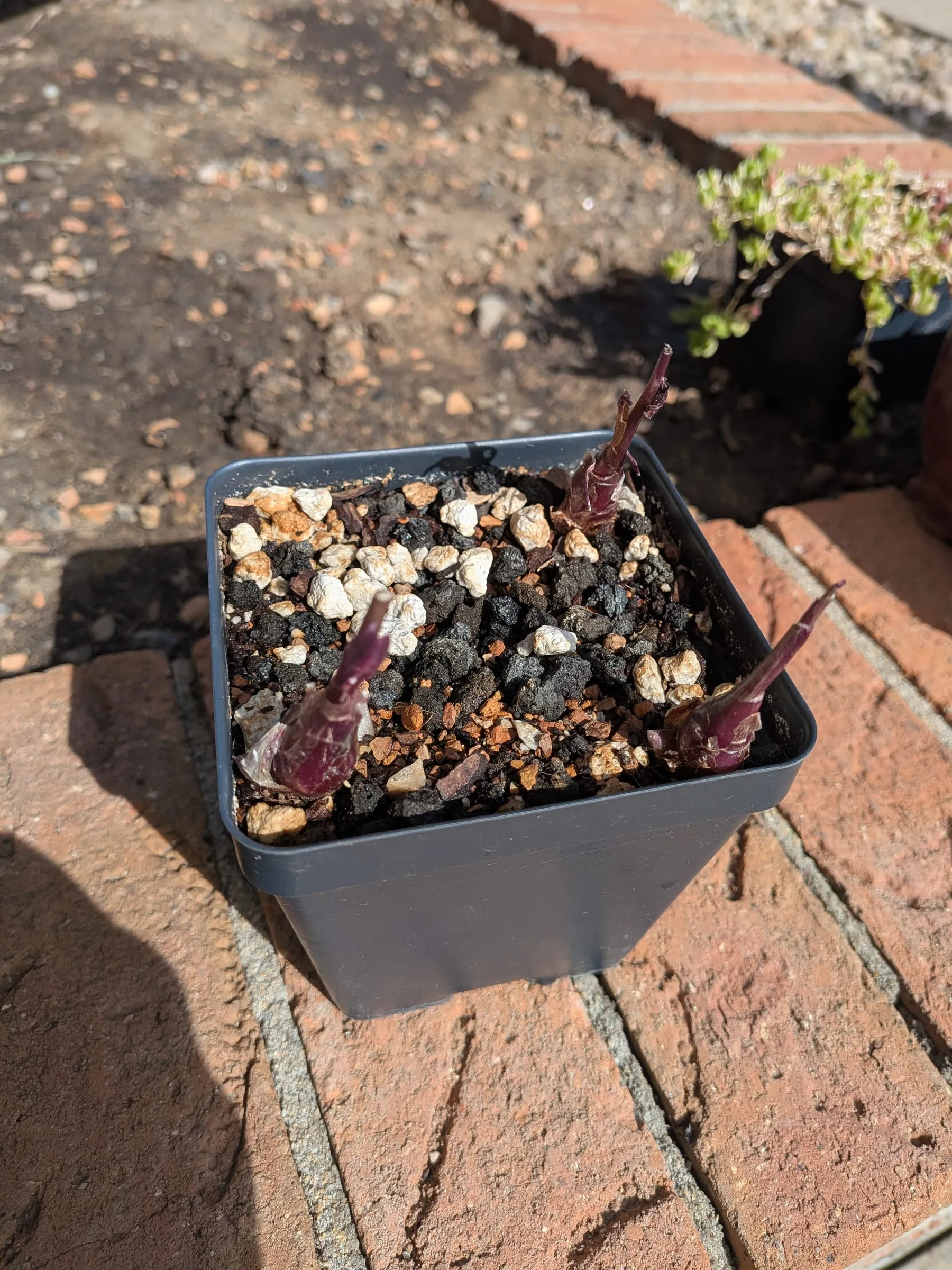 Silver squill starting out in a pot