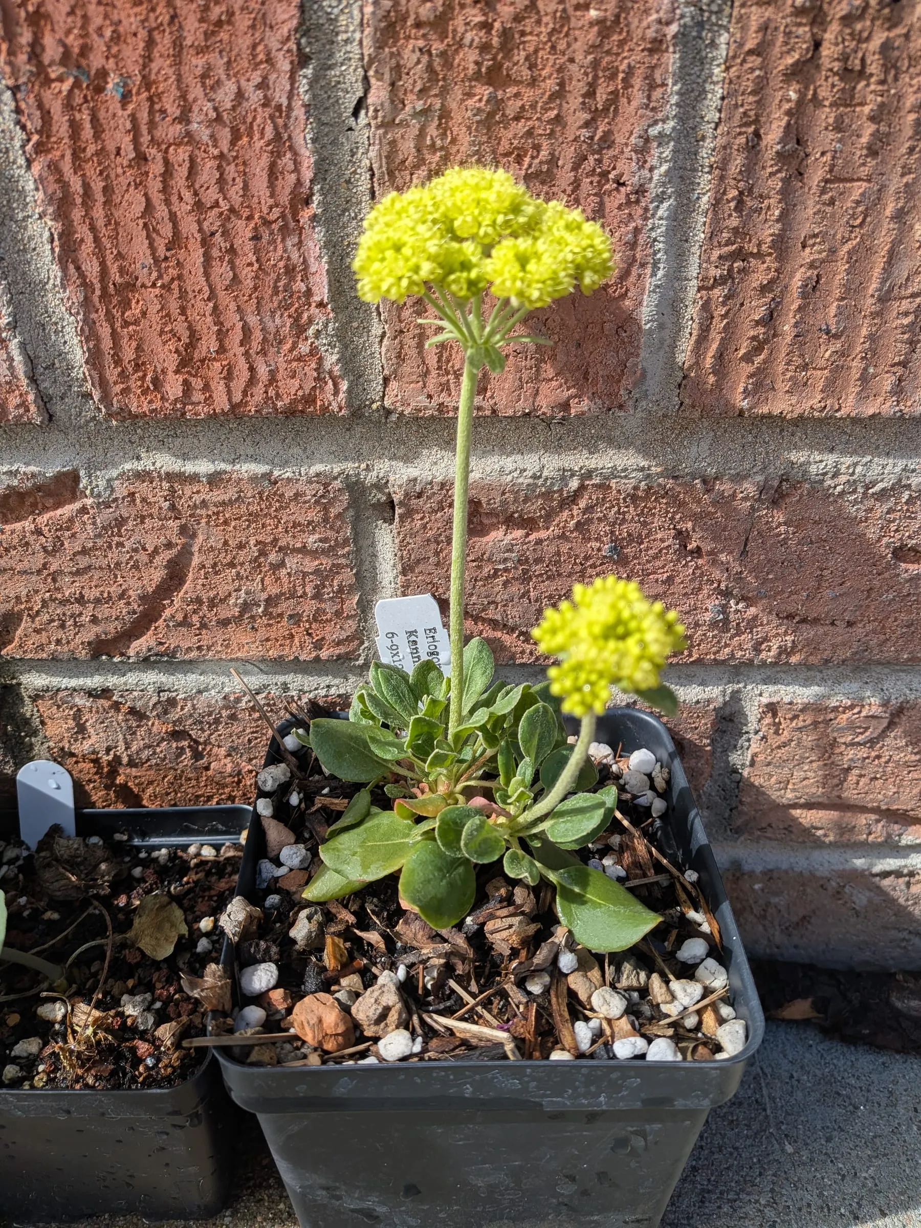 Sulphur buckwheat in a nursery pot with yellow flower clusters
