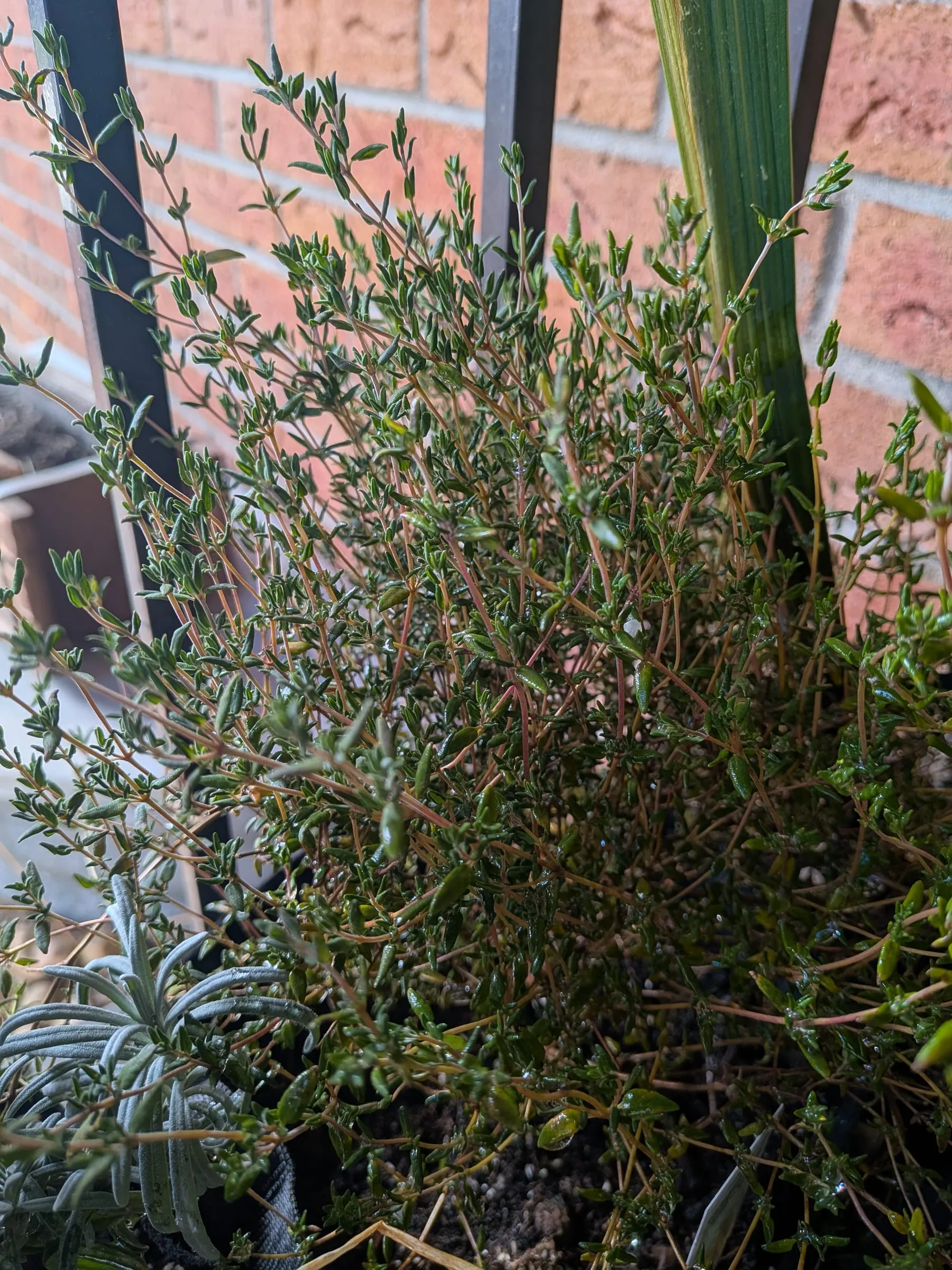 Thyme in a nursery pot