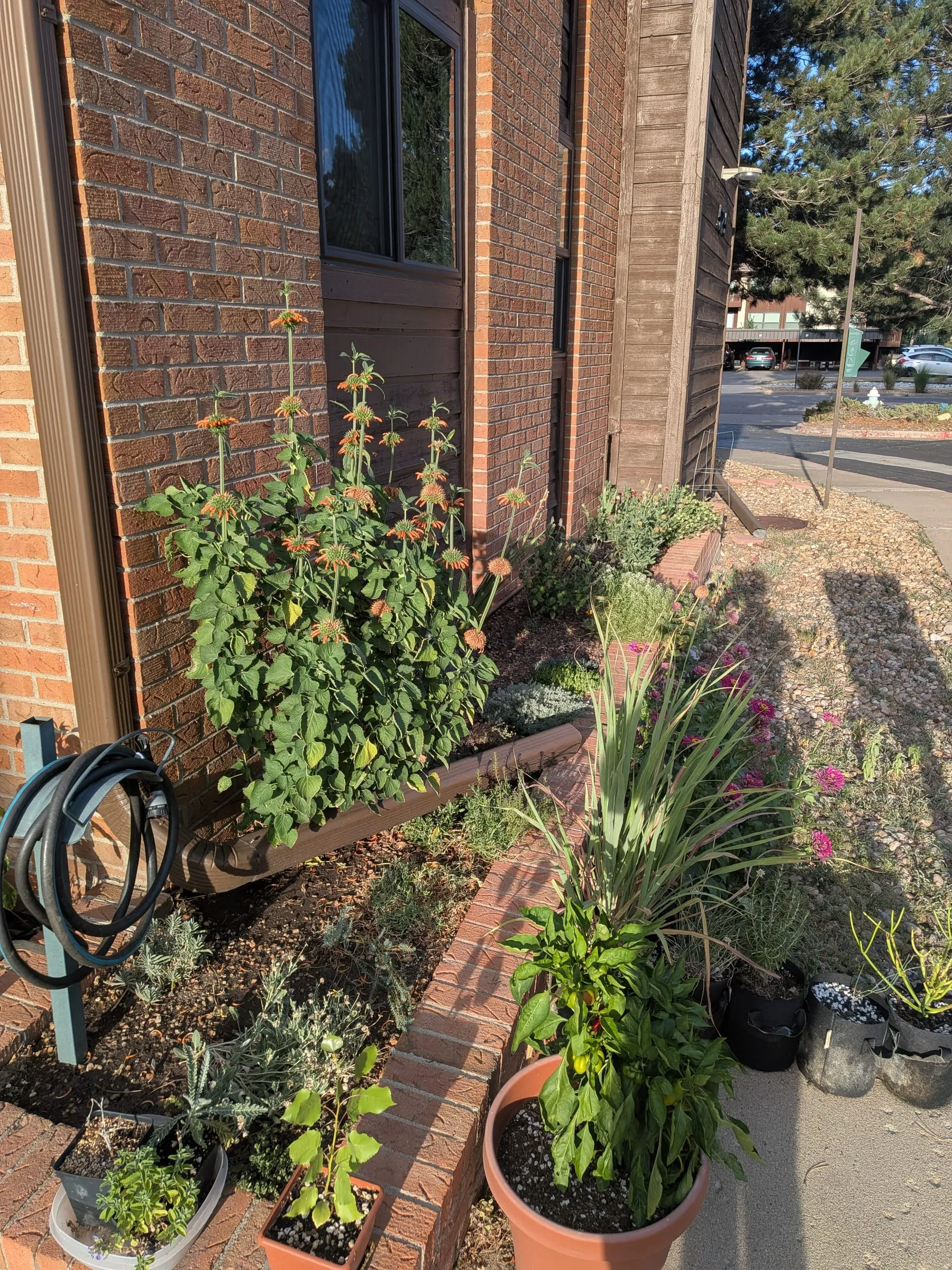The same view as the planting day photo, with the bed filled in and the klip dagga standing tall against the brick